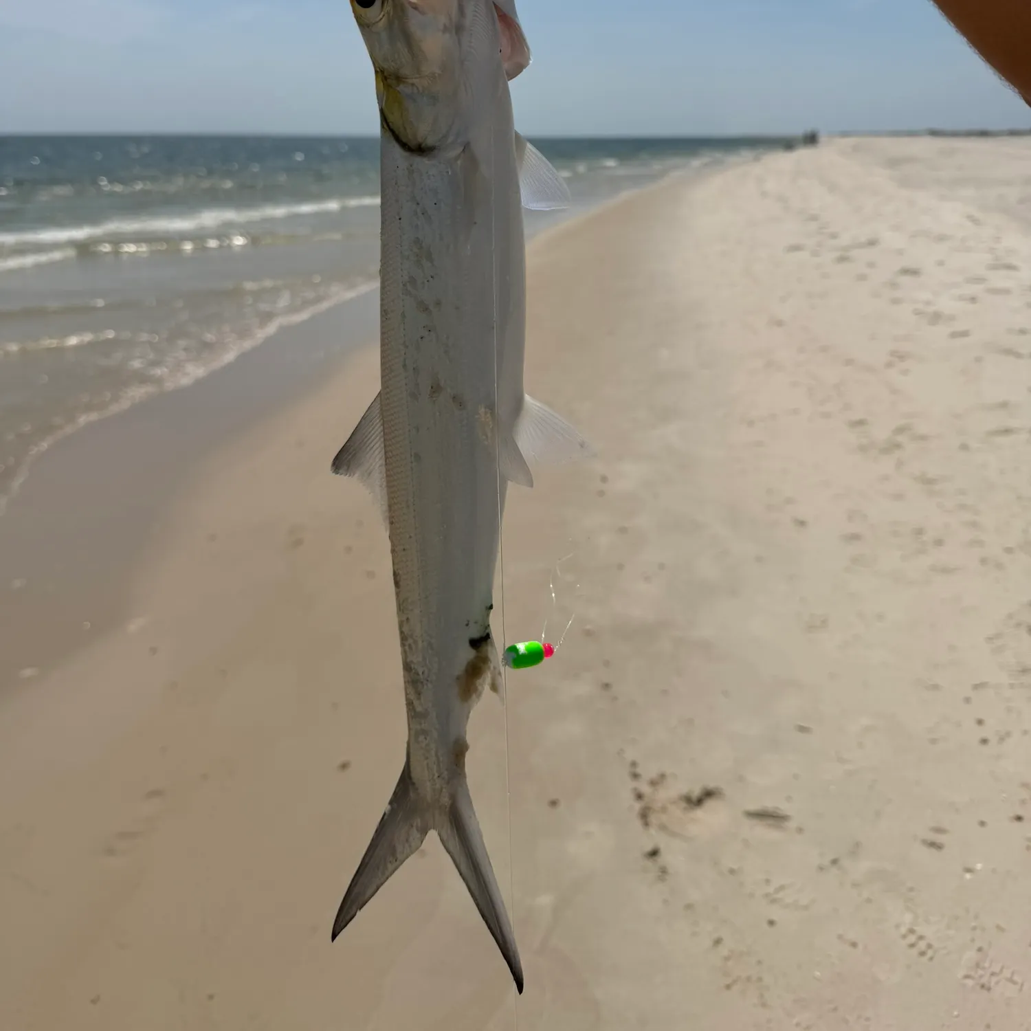 Ladyfish caught on Fishbrain