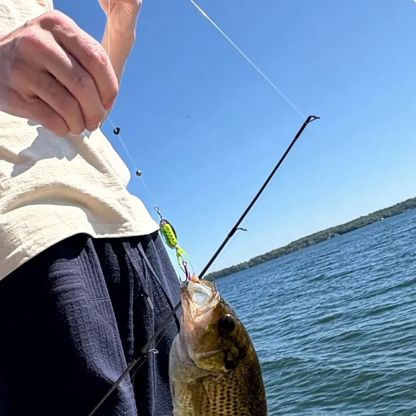 Rock bass caught on Fishbrain