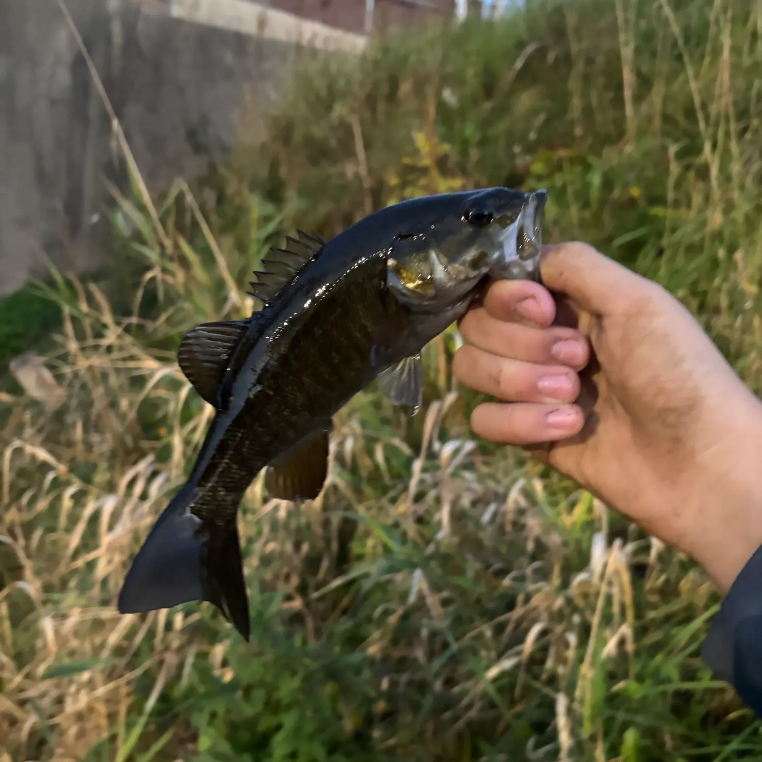 Smallmouth bass caught on Fishbrain