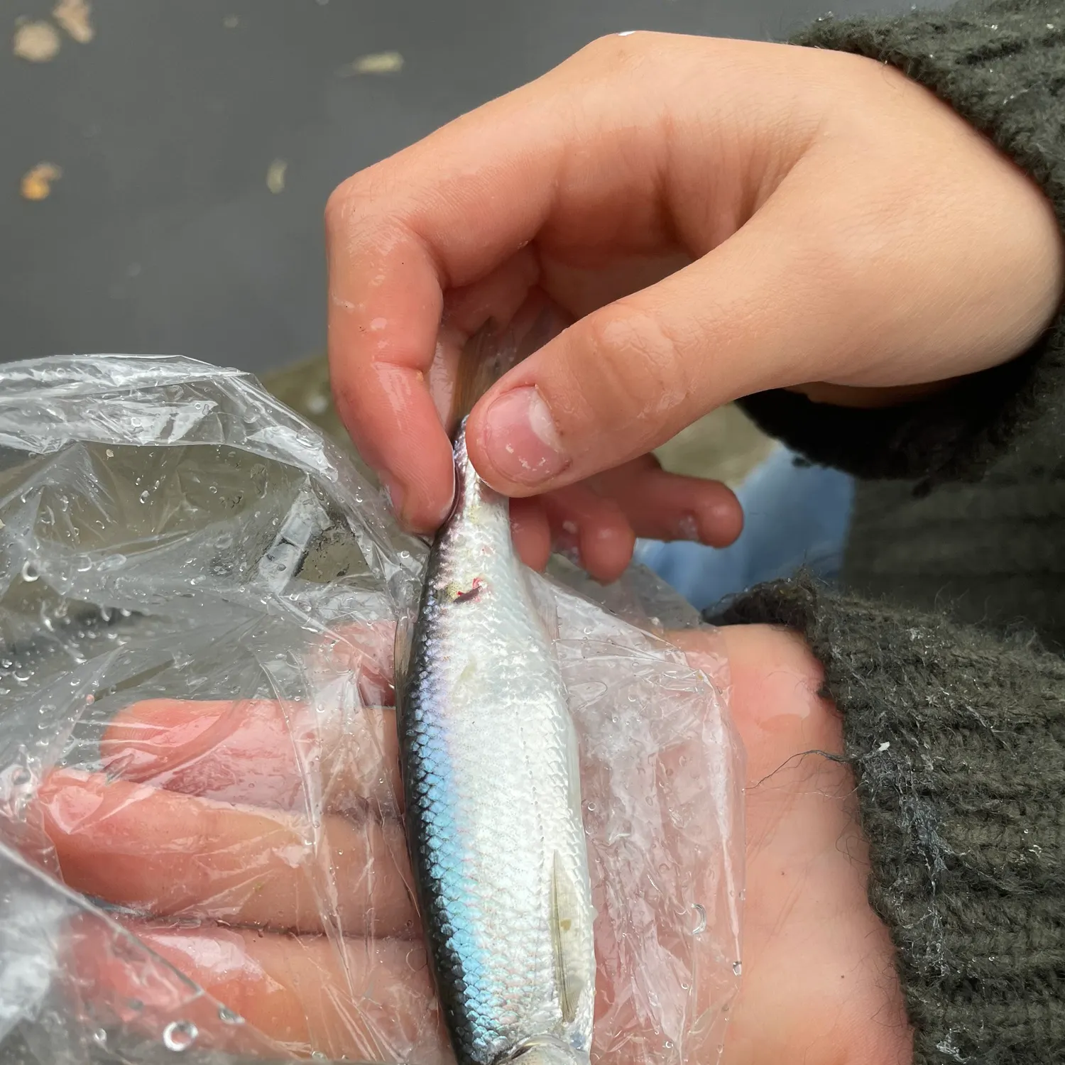 Common bleak caught on Fishbrain
