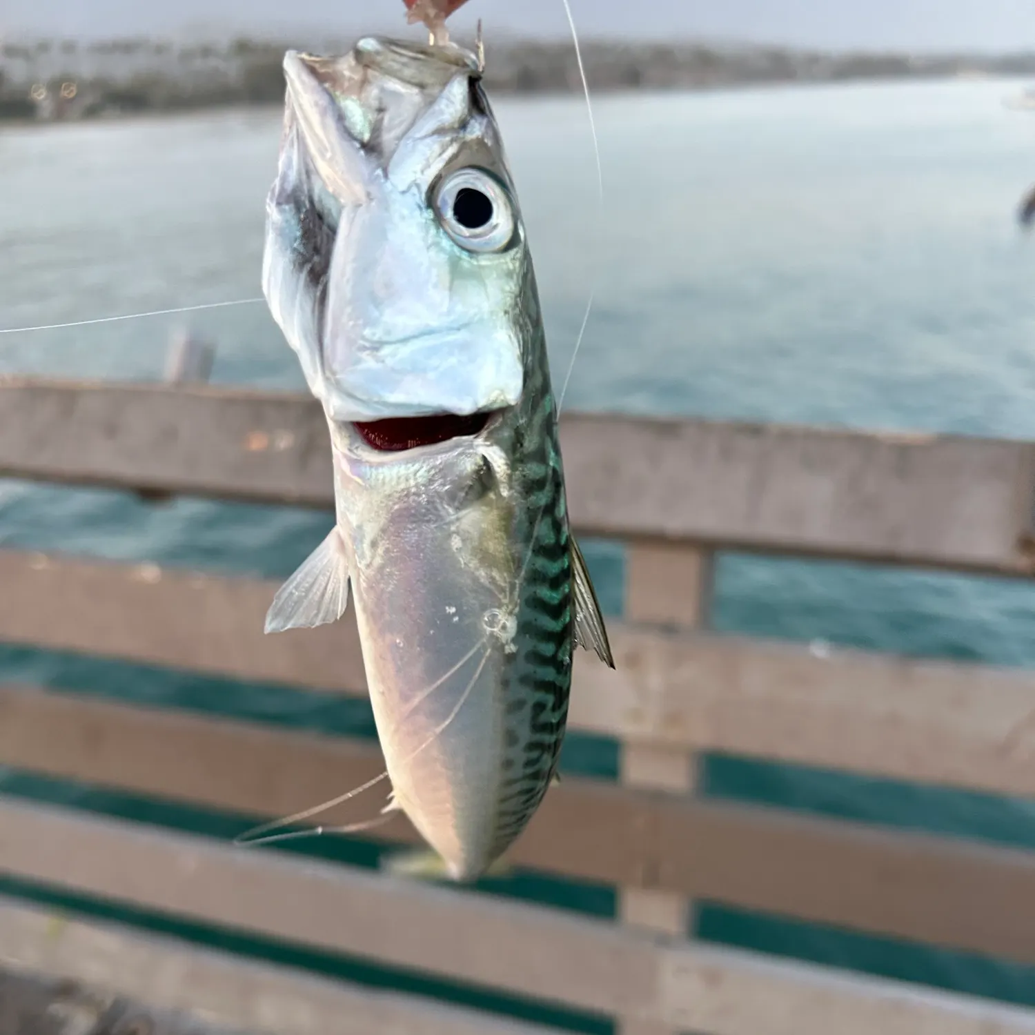 The most recent Pacific chub mackerel catches on Fishbrain