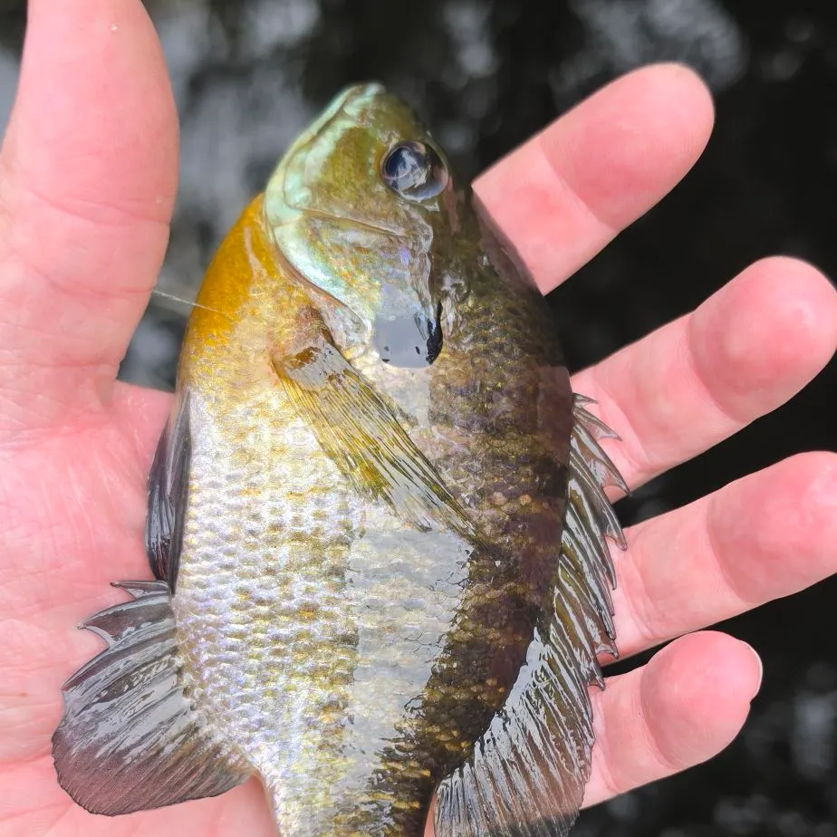Bluegill caught on Fishbrain