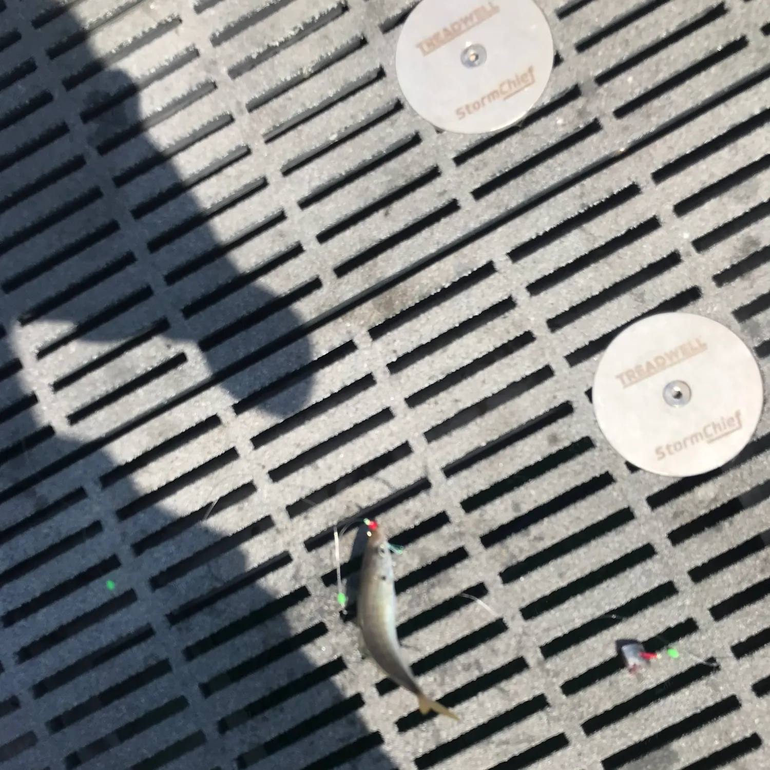 The most recent Yellowtail scad catches on Fishbrain