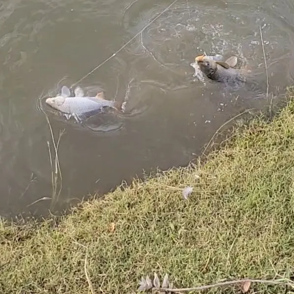 Common carp caught on Fishbrain