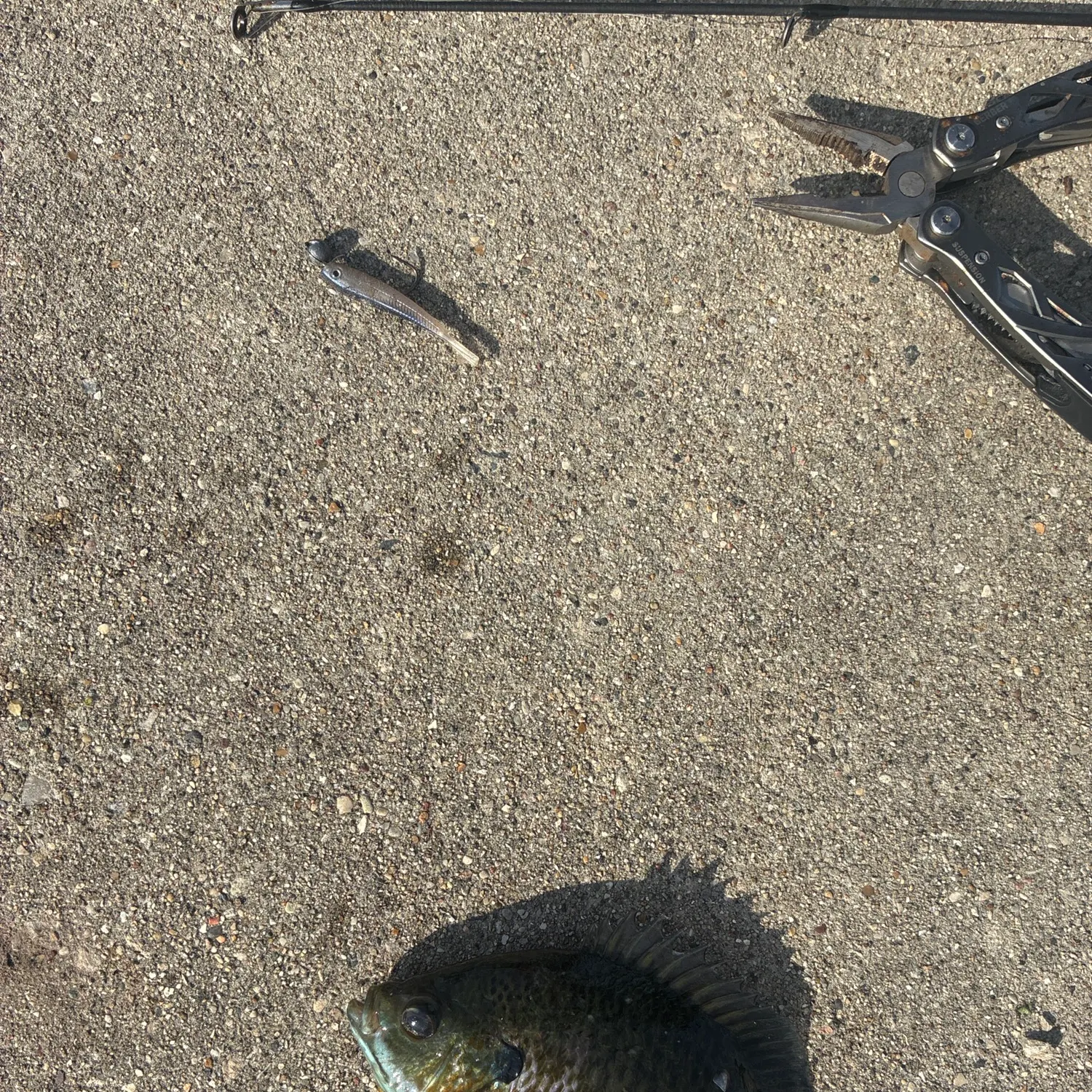 Bluegill caught on Fishbrain