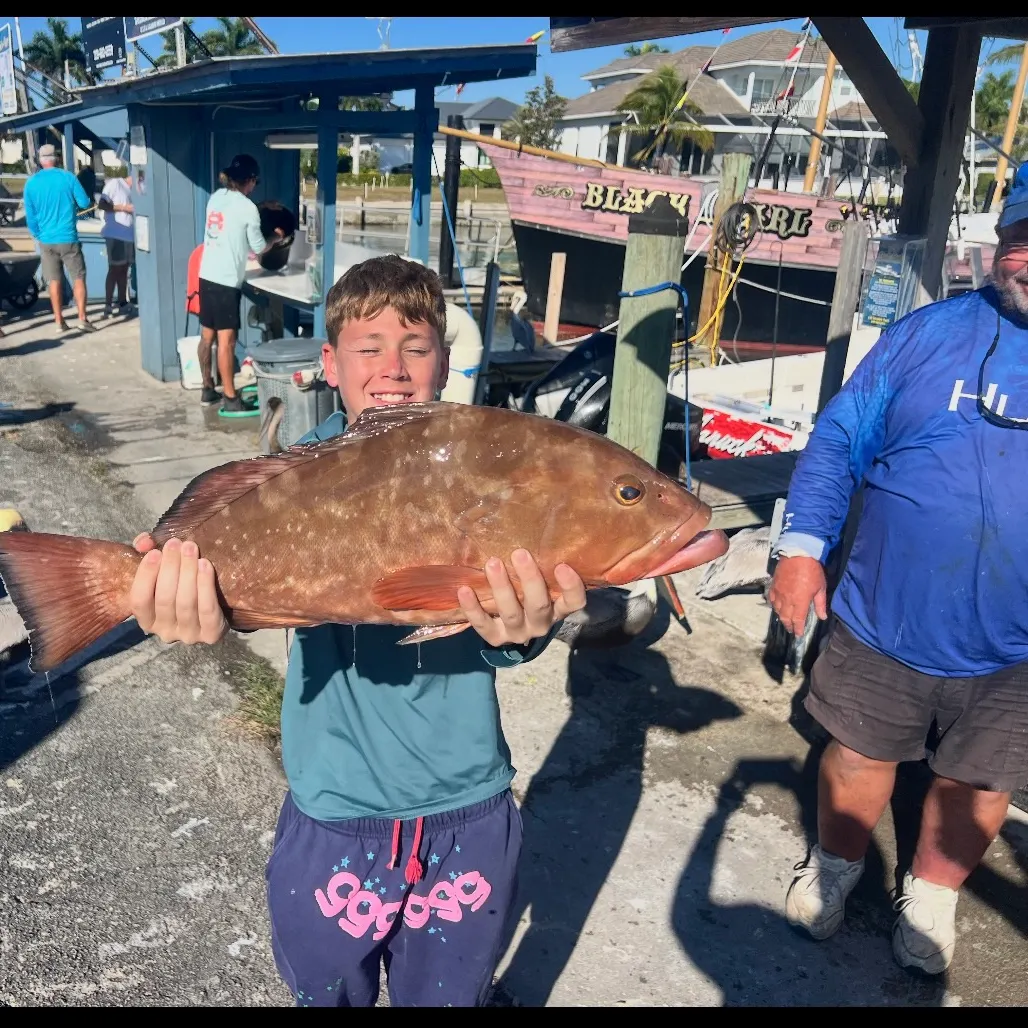 The most recent Red grouper catches on Fishbrain