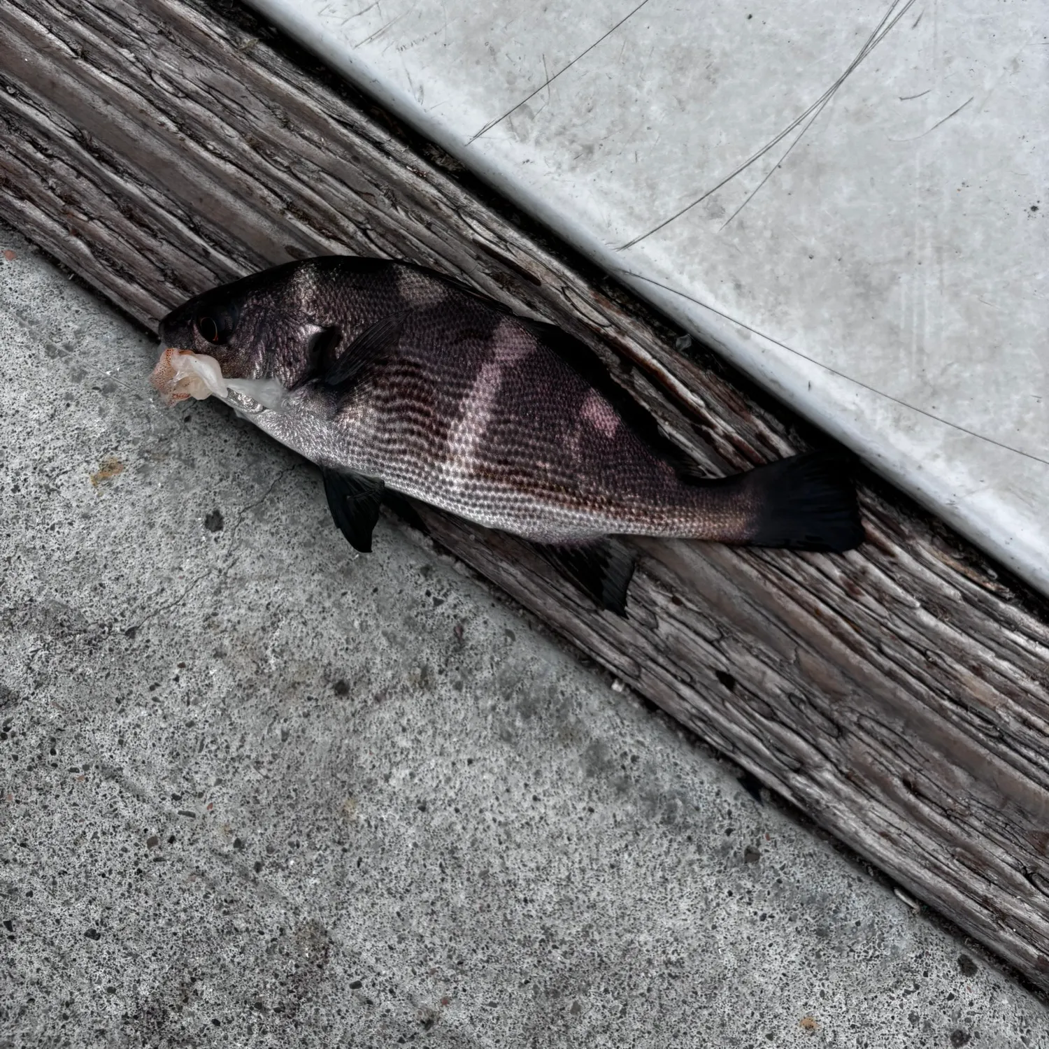The most recent Black croaker catches on Fishbrain