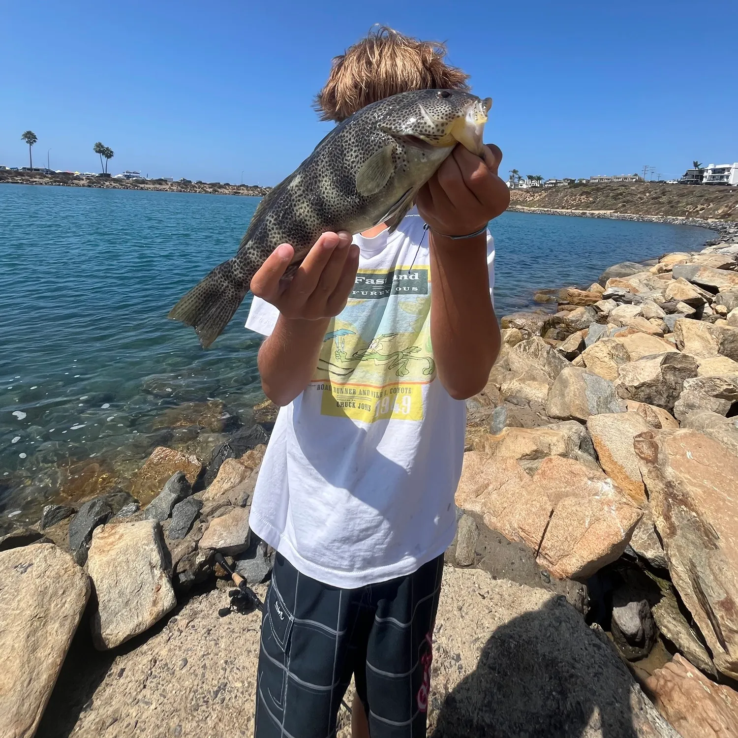 The most recent Spotted sand bass catches on Fishbrain