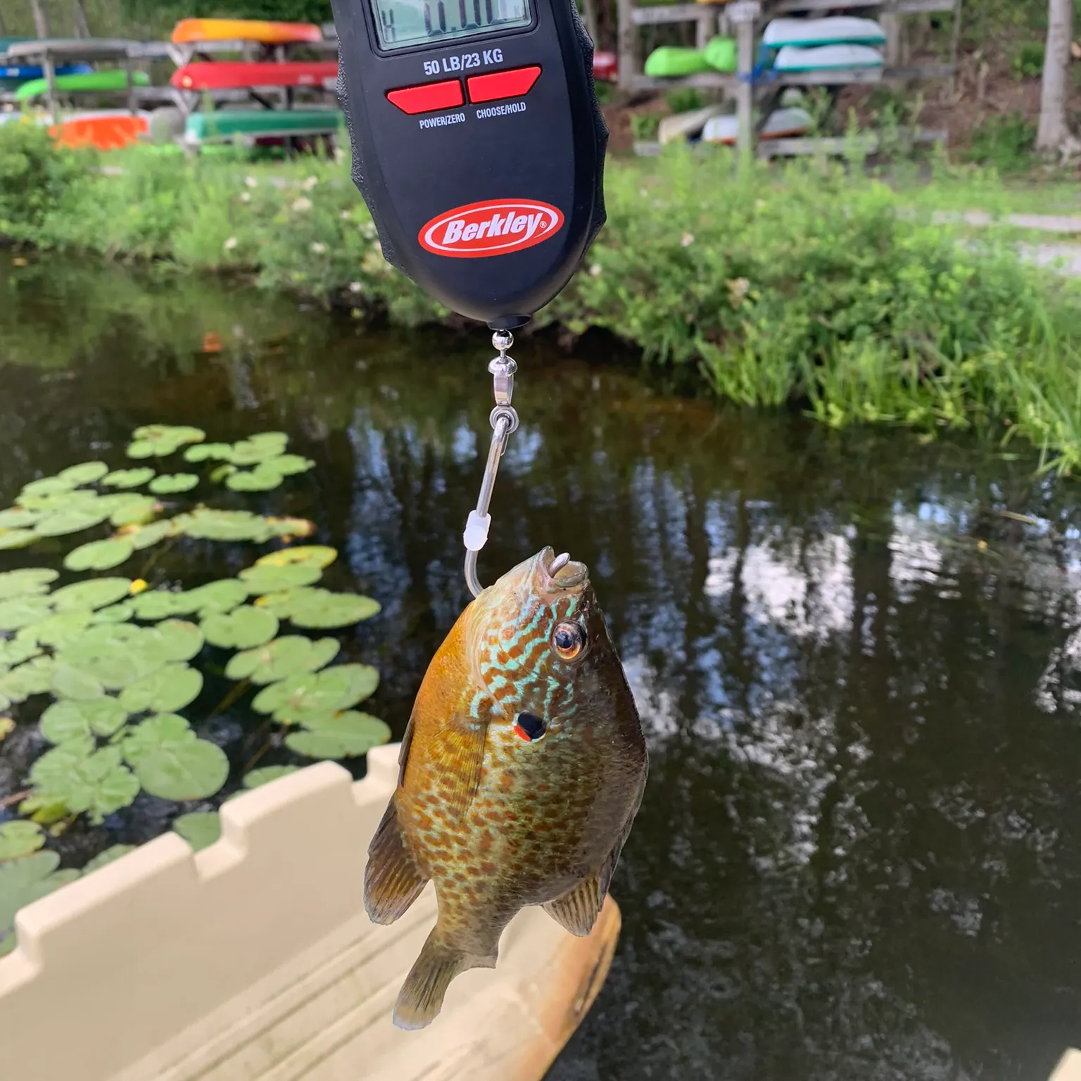 recently logged catches