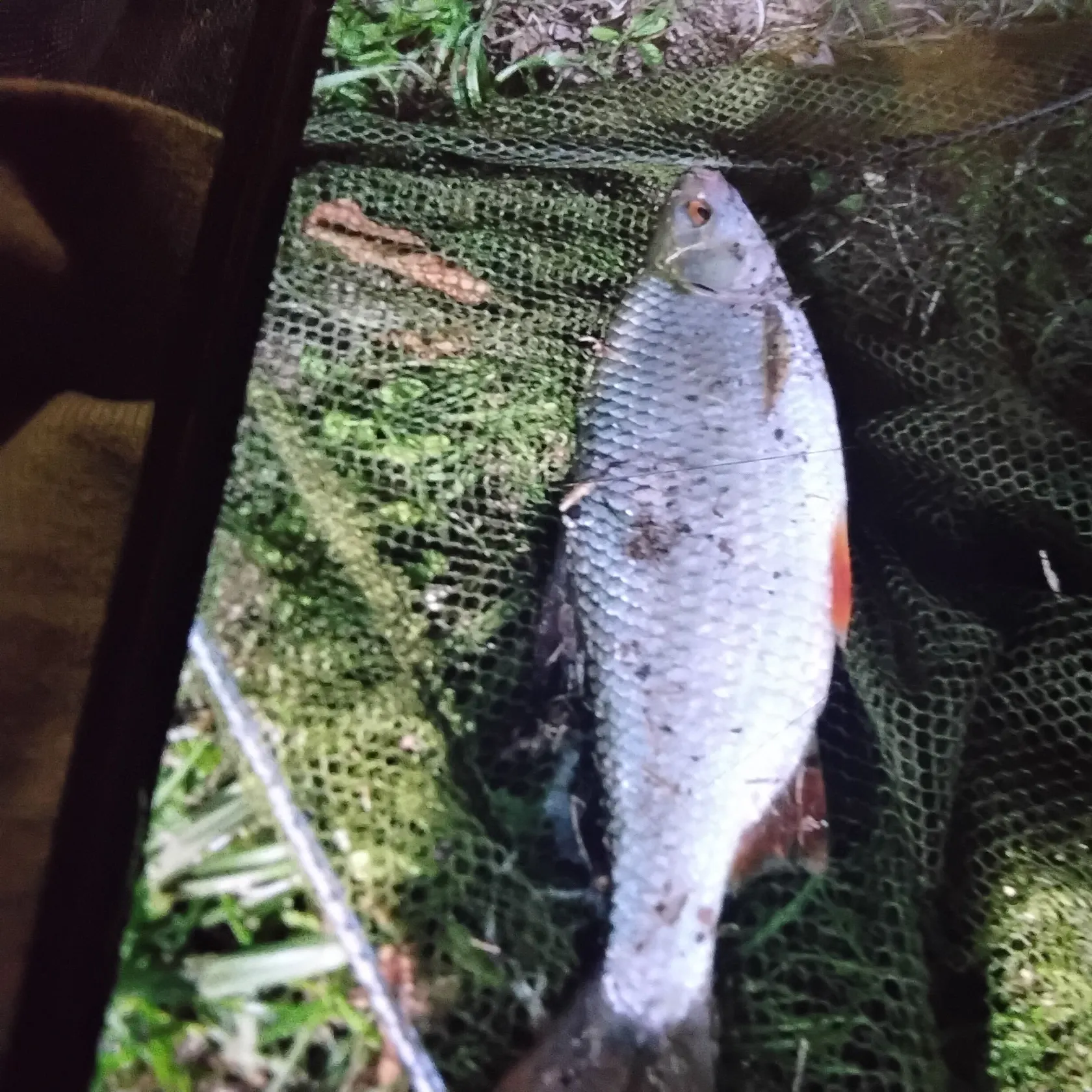Fish caught on Fishbrain