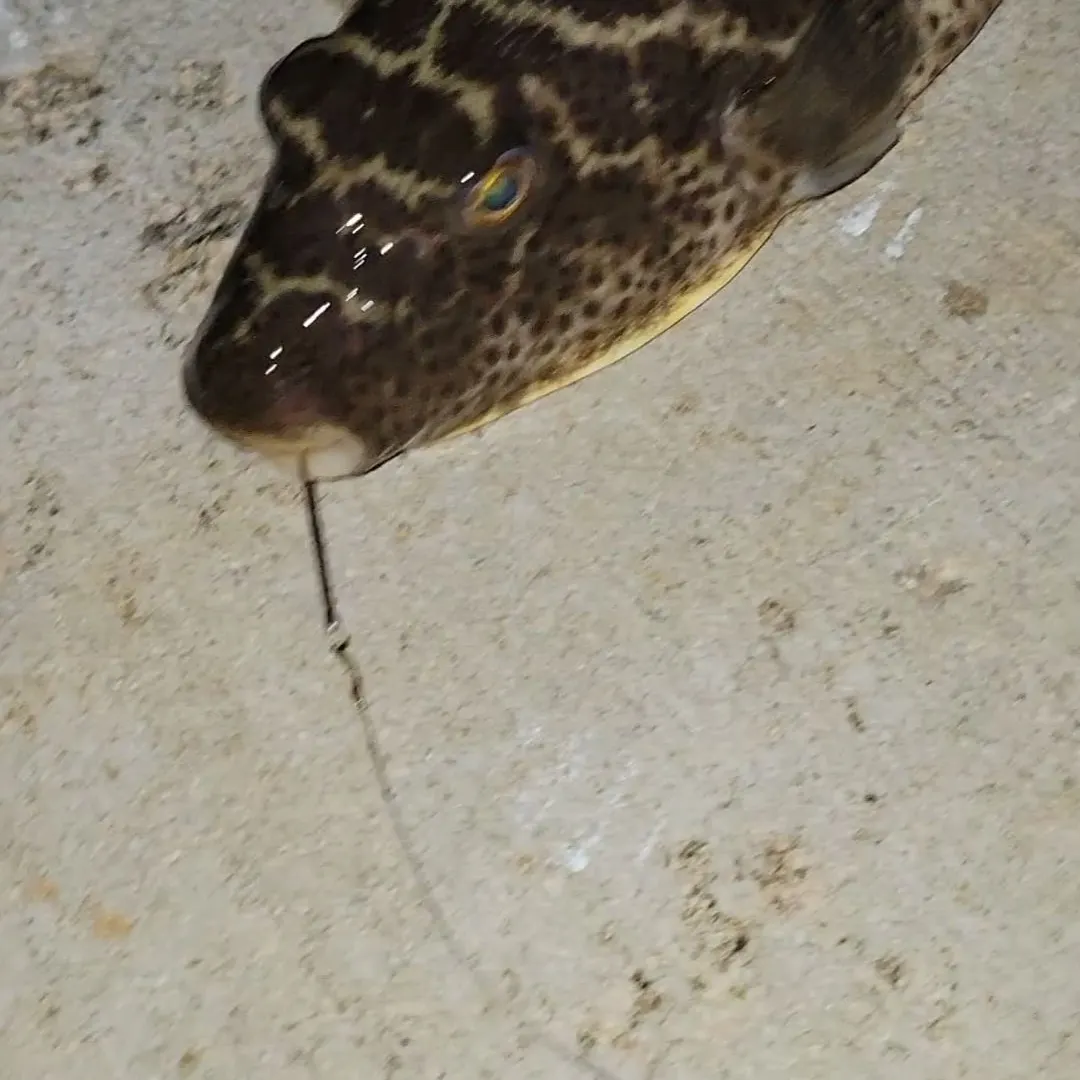 The most recent Checkered puffer catches on Fishbrain