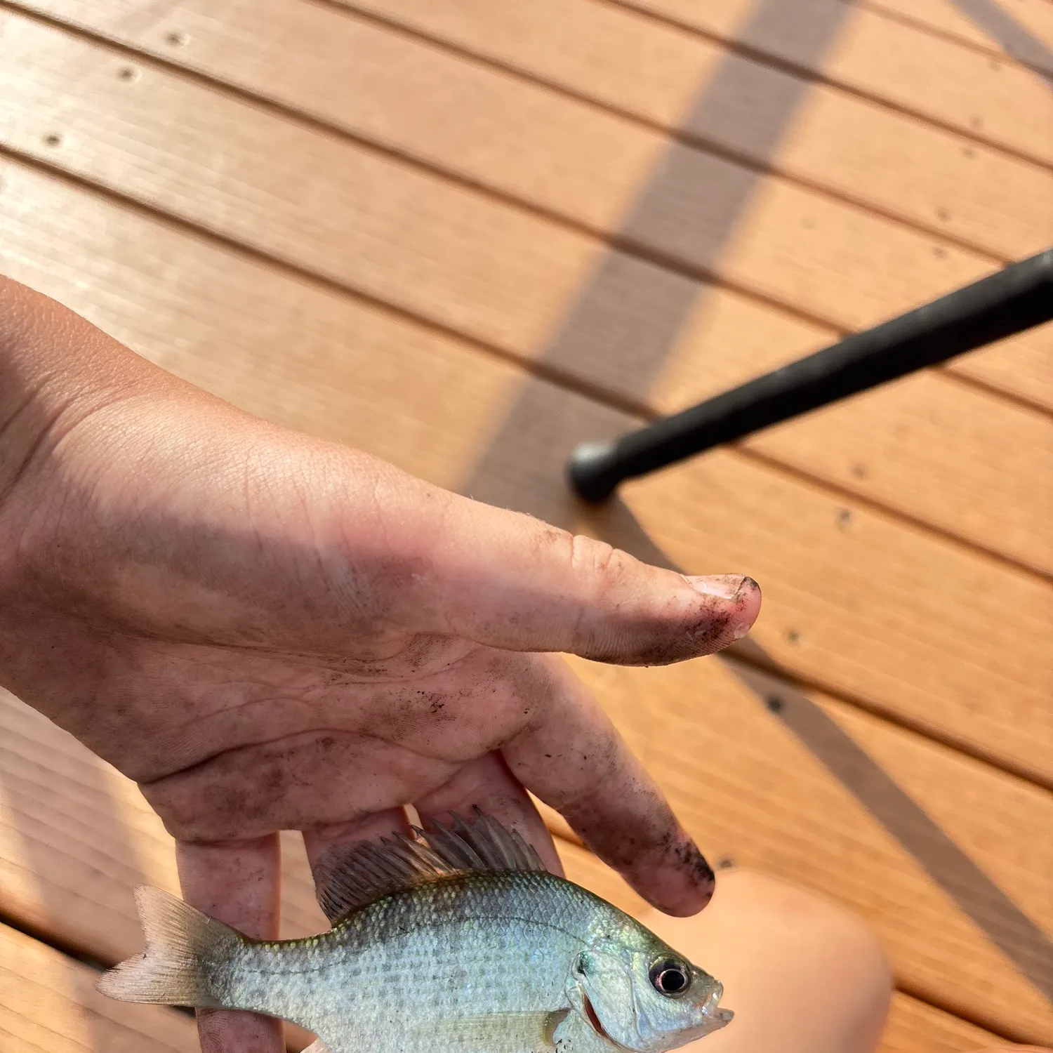 Bluegill caught on Fishbrain
