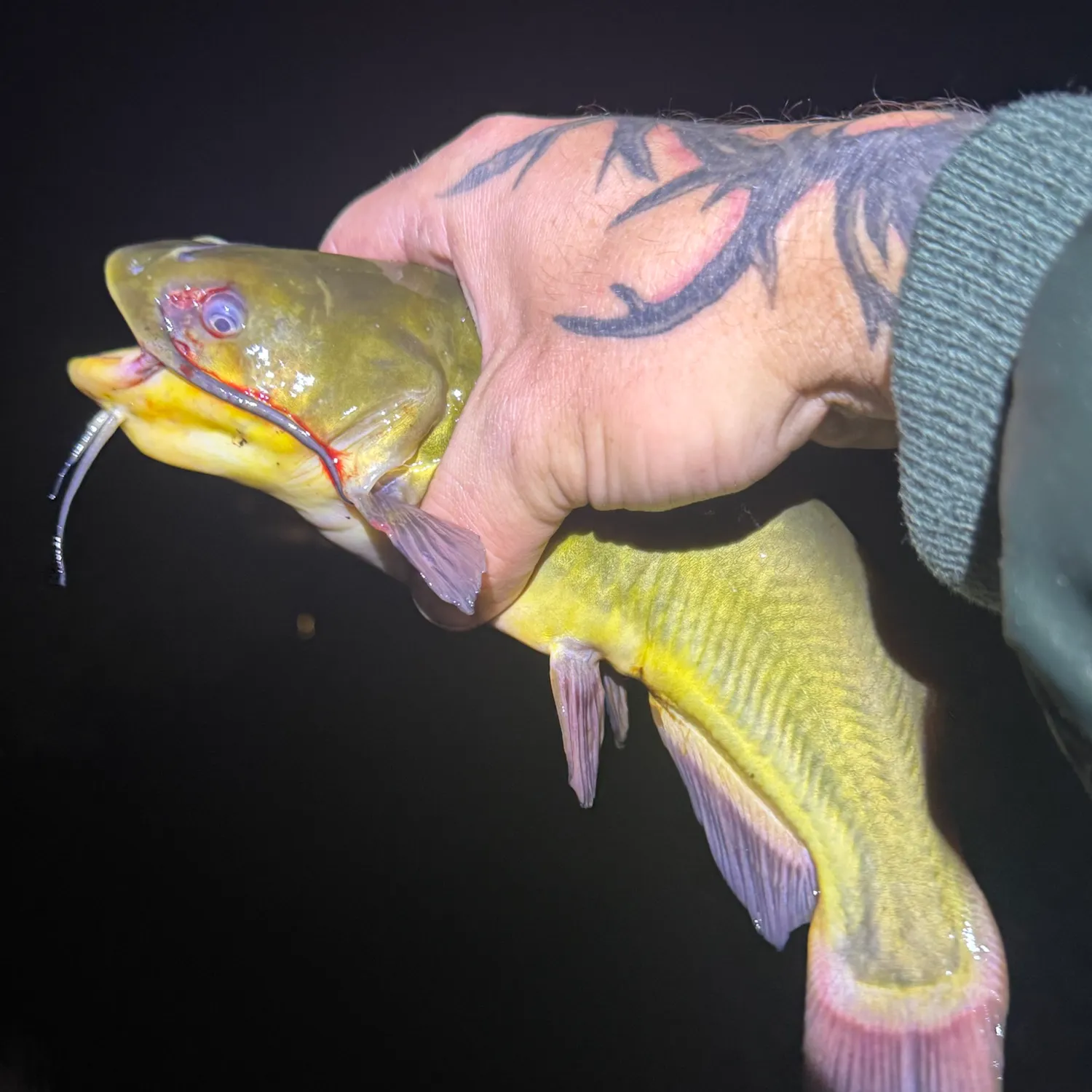 Yellow bullhead caught on Fishbrain