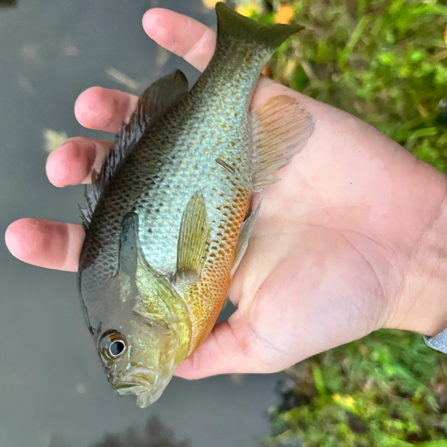 Redbreast sunfish caught on Fishbrain