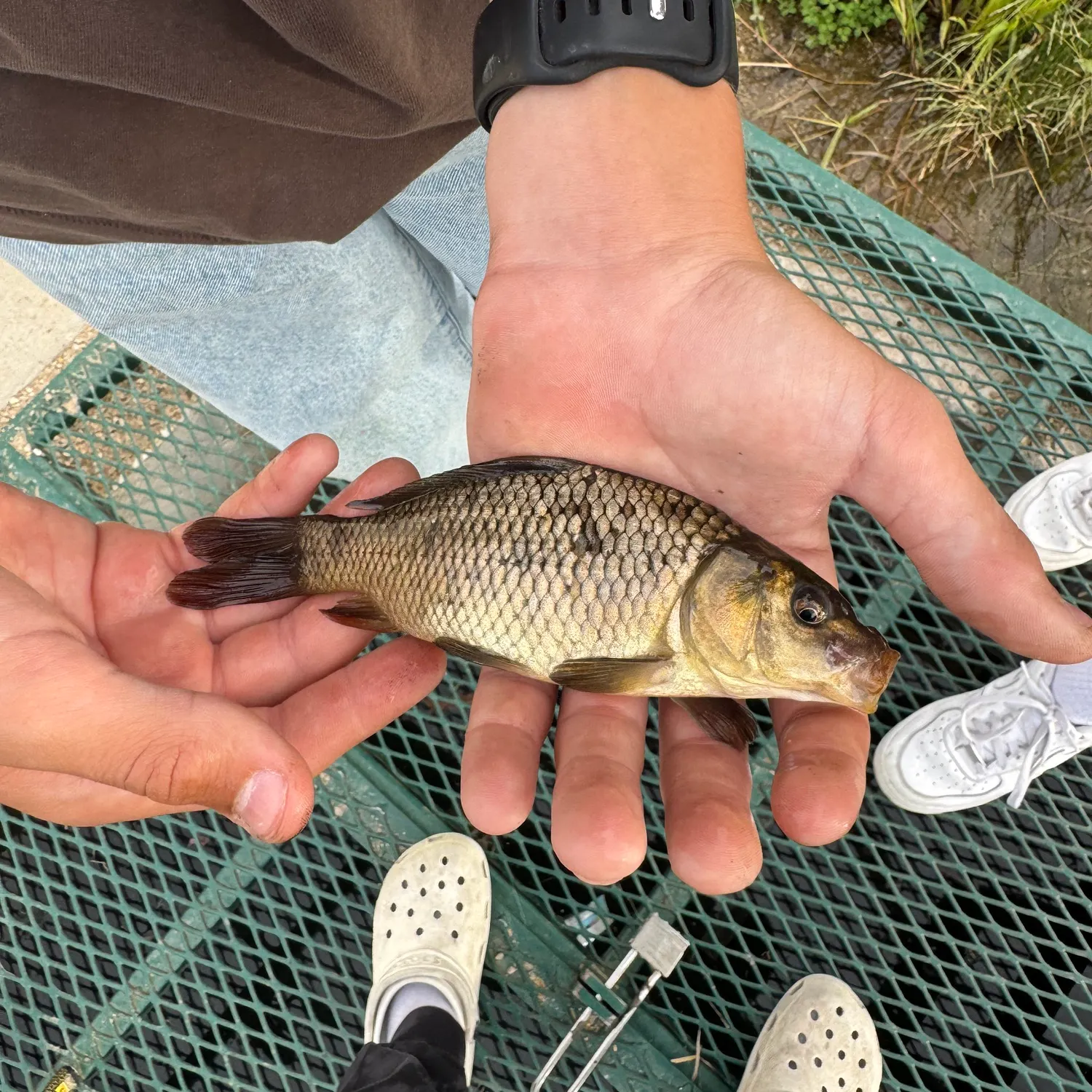 Common carp caught on Fishbrain