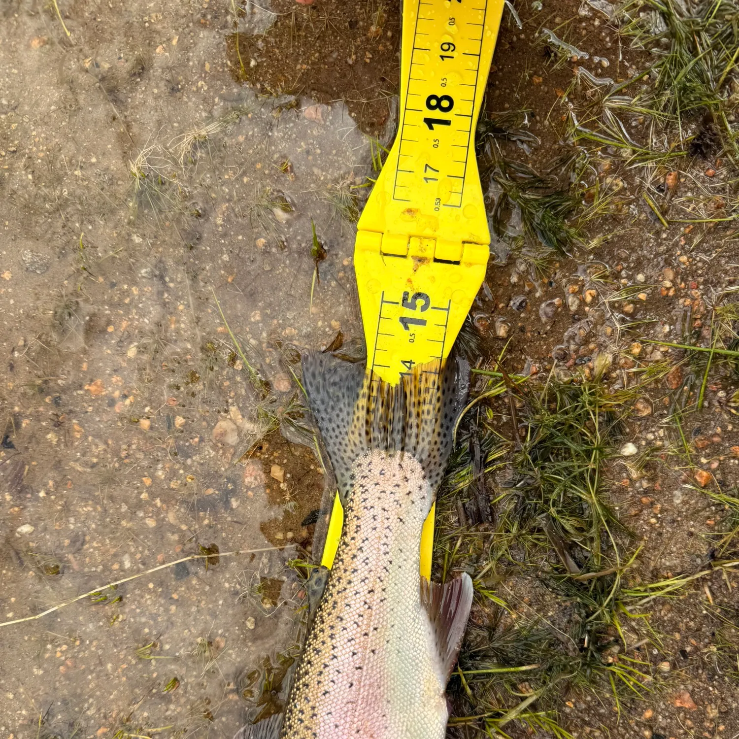 Rainbow trout caught on Fishbrain