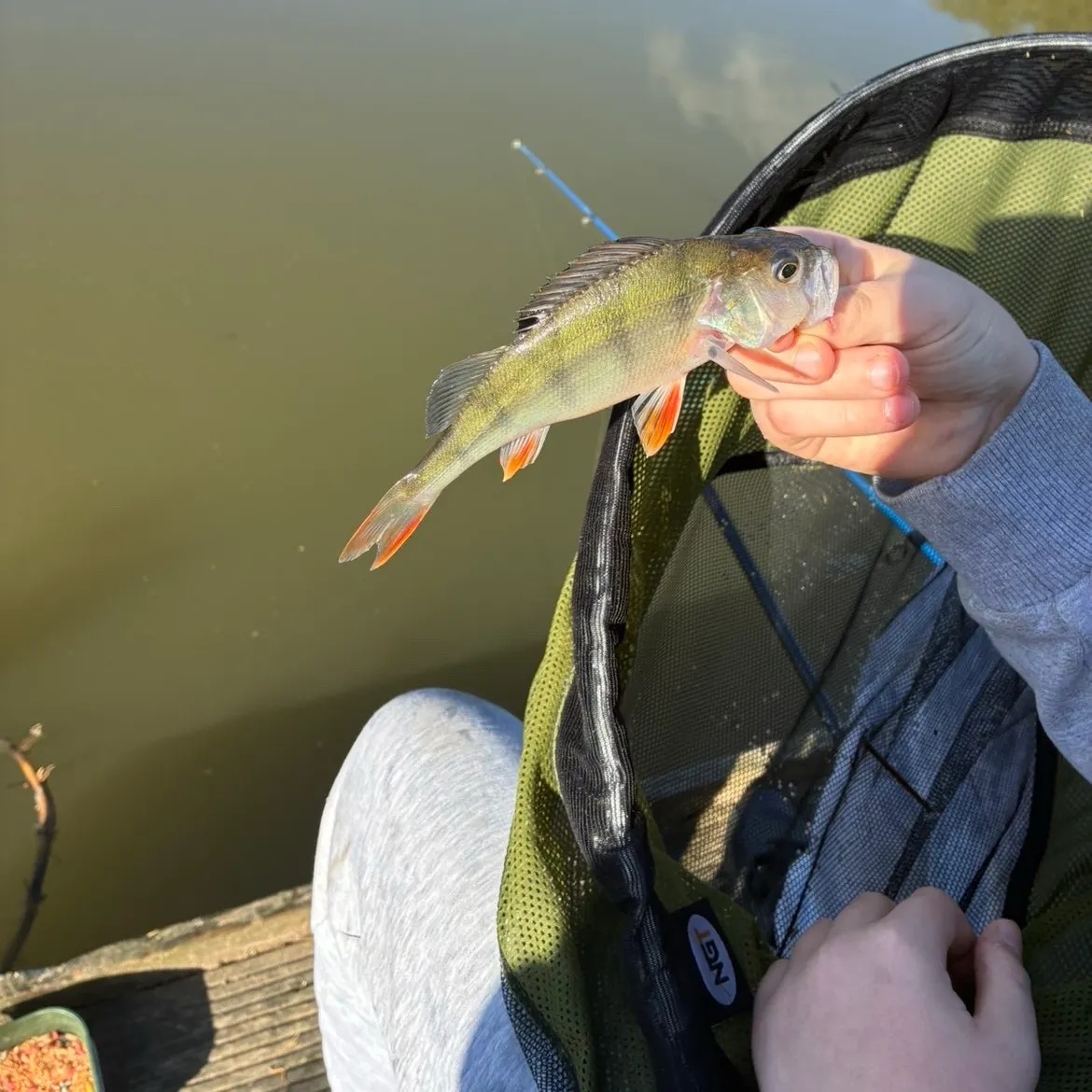 European perch caught on Fishbrain