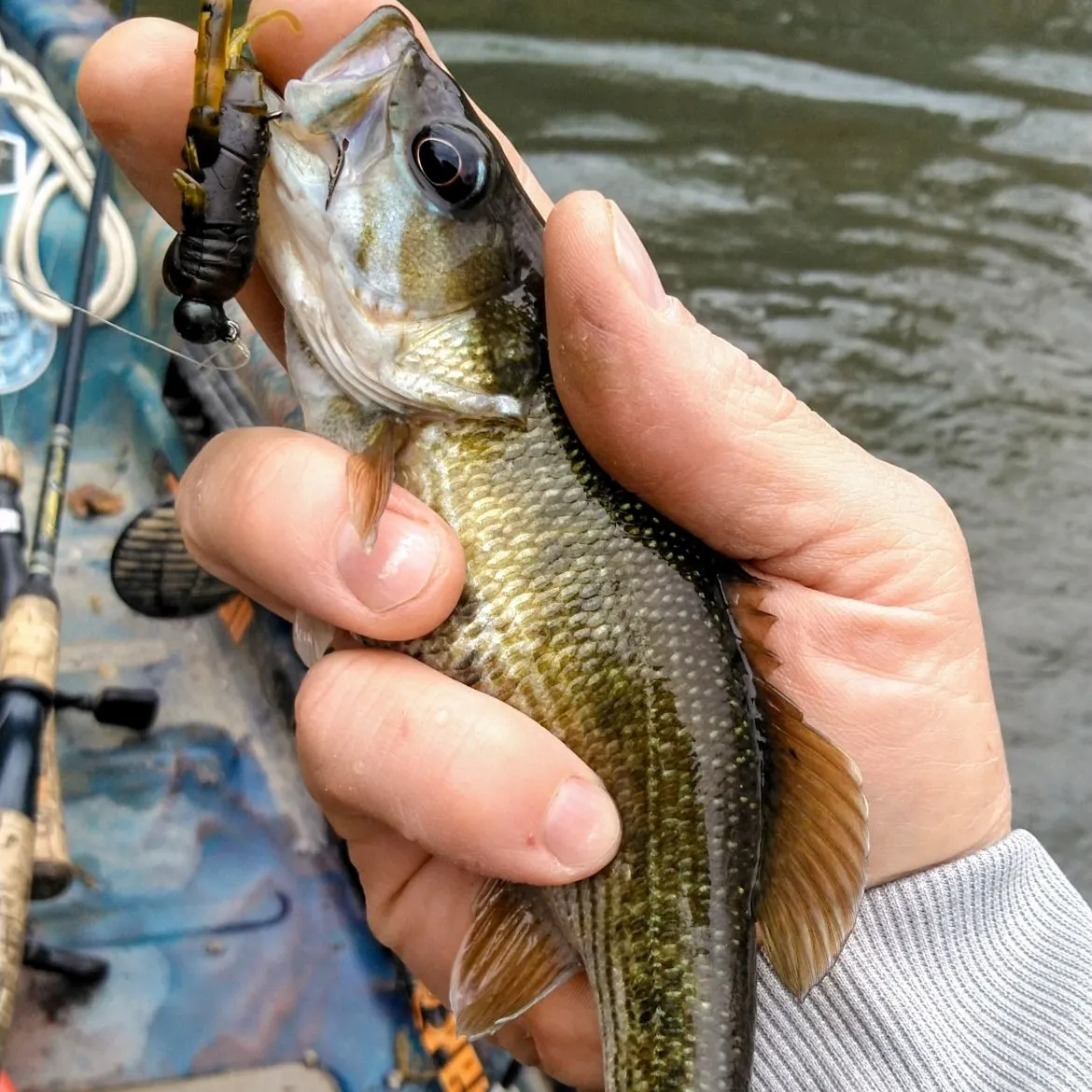 The most recent Redeye bass catches on Fishbrain