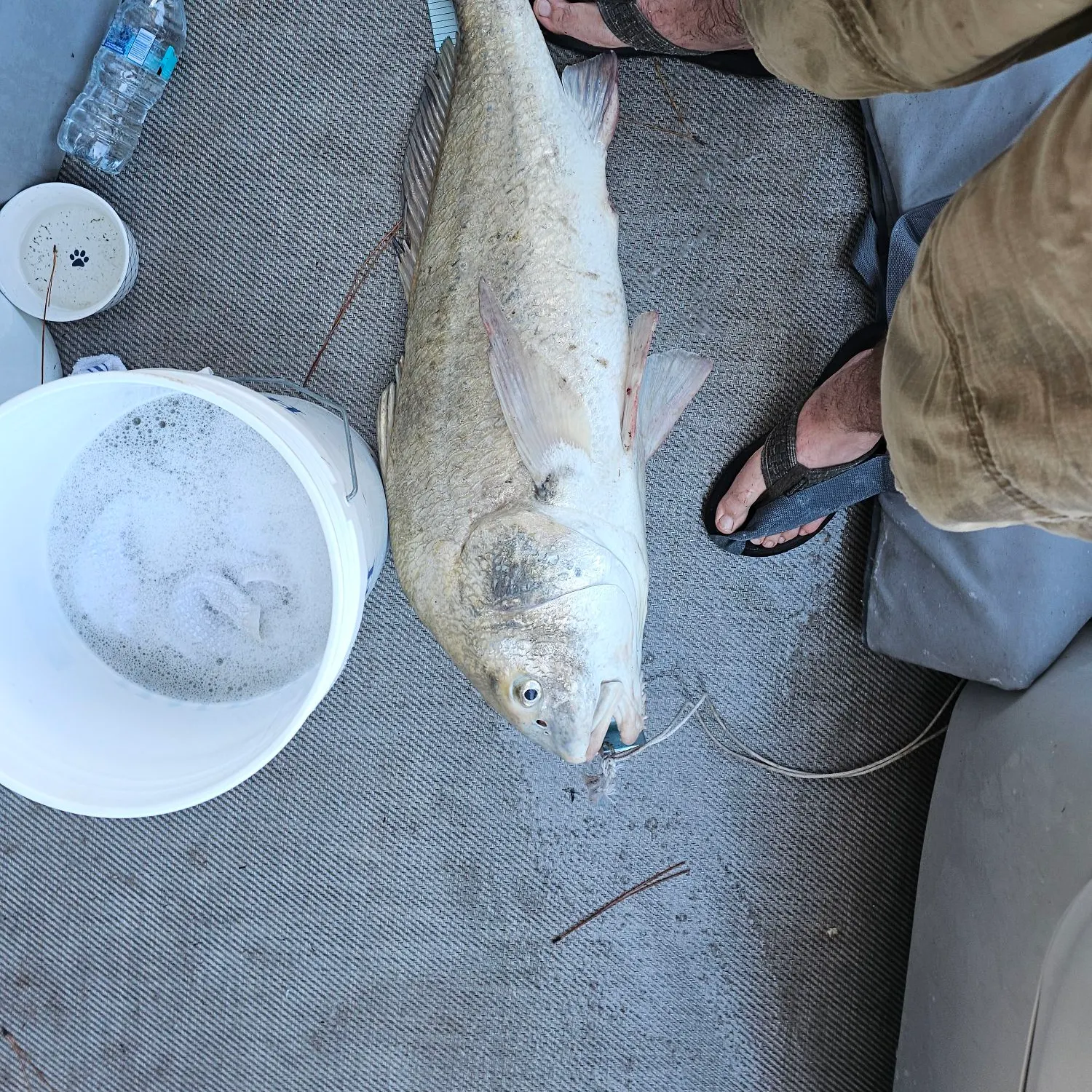 Black drum caught on Fishbrain