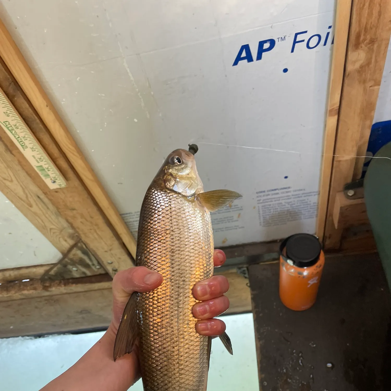 The most recent Lake whitefish catches on Fishbrain