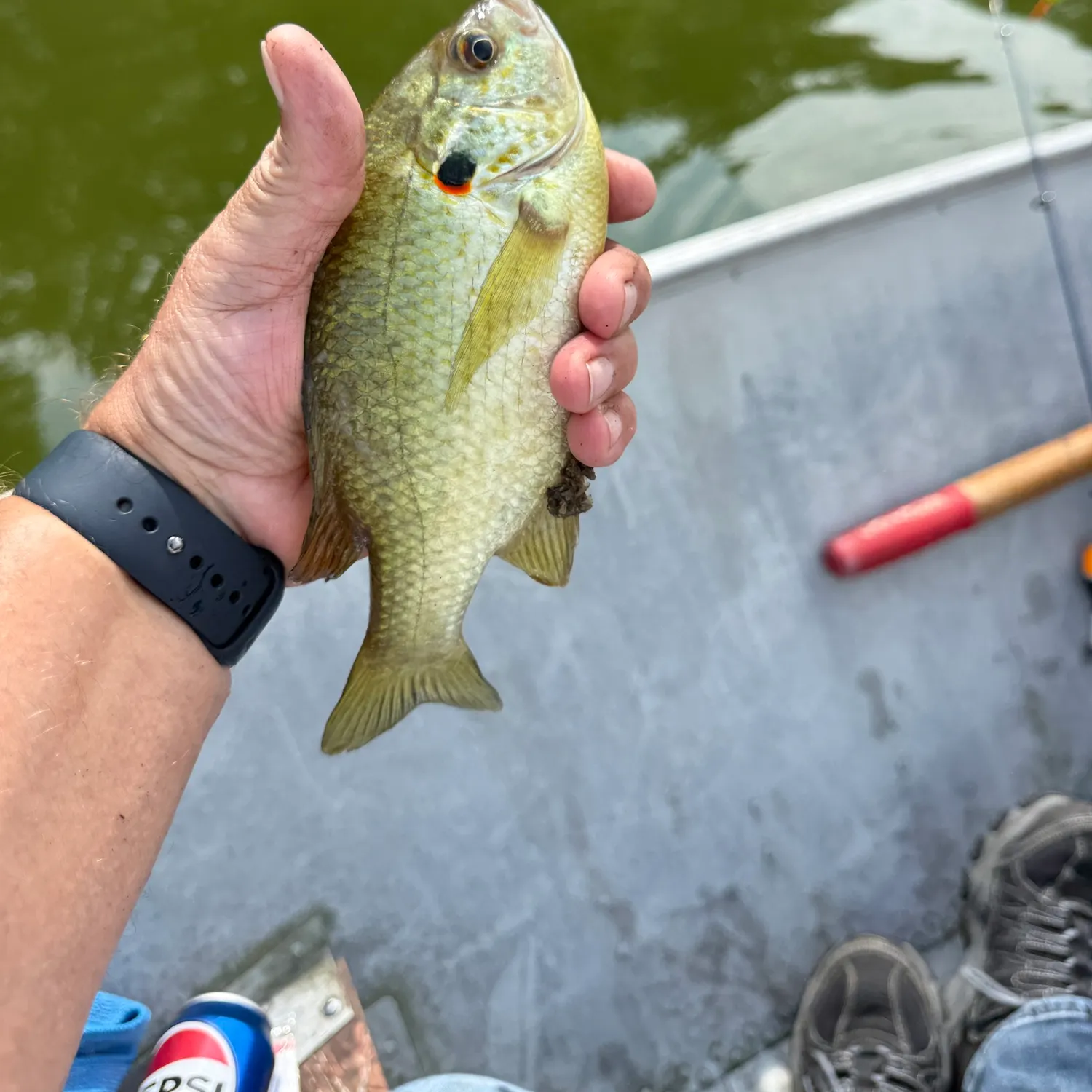 Redear sunfish caught on Fishbrain