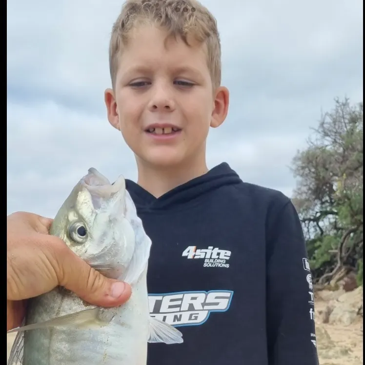 The most recent Silver trevally catches on Fishbrain