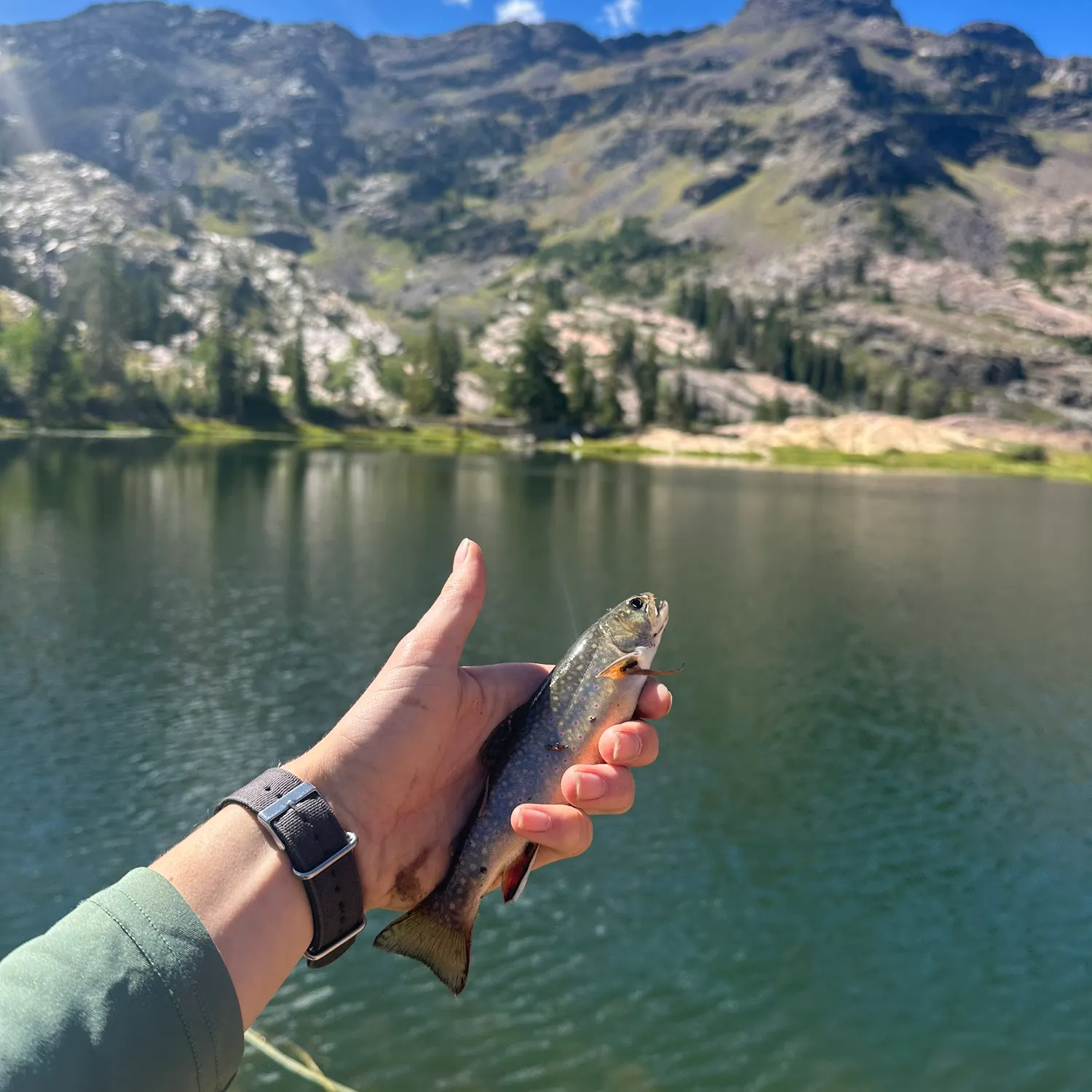 Brook trout caught on Fishbrain