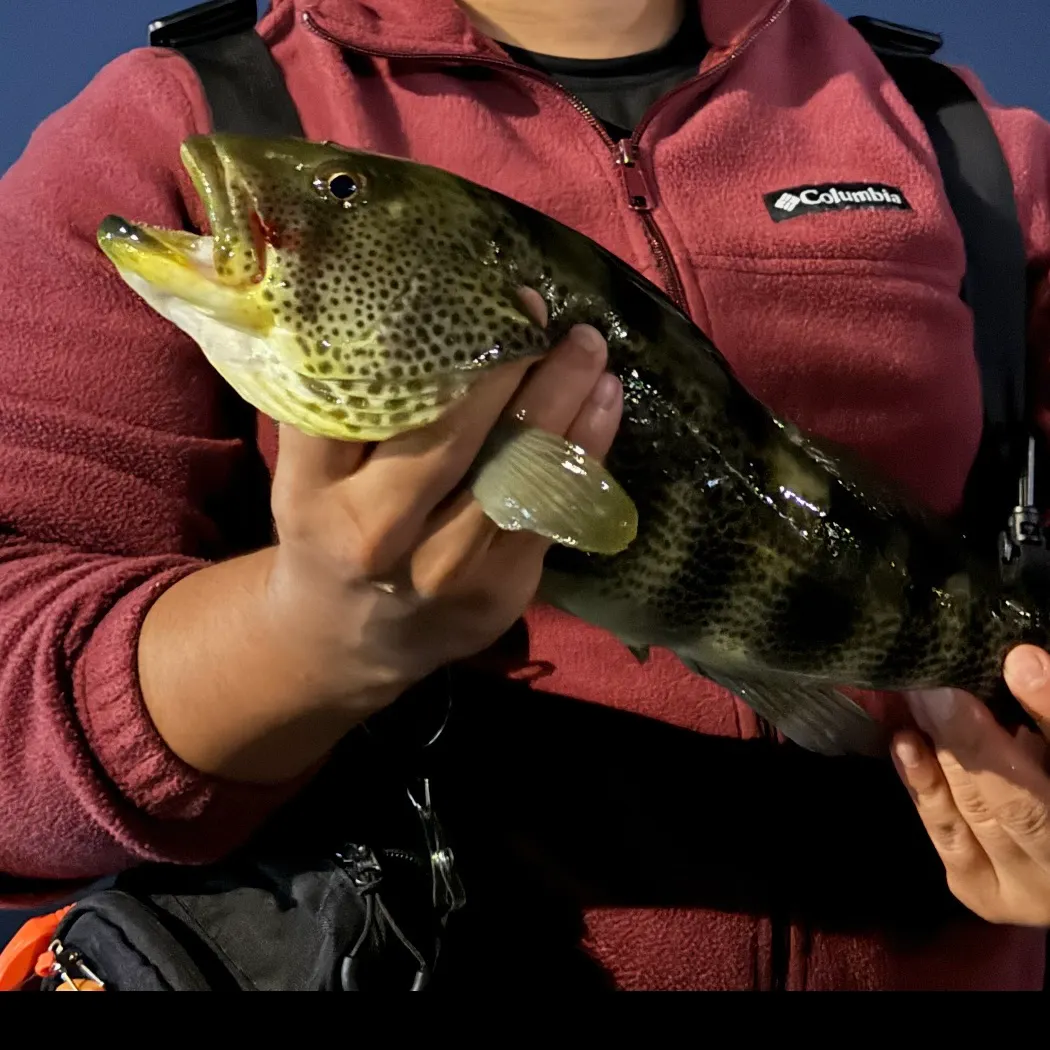 The most recent Spotted sand bass catches on Fishbrain