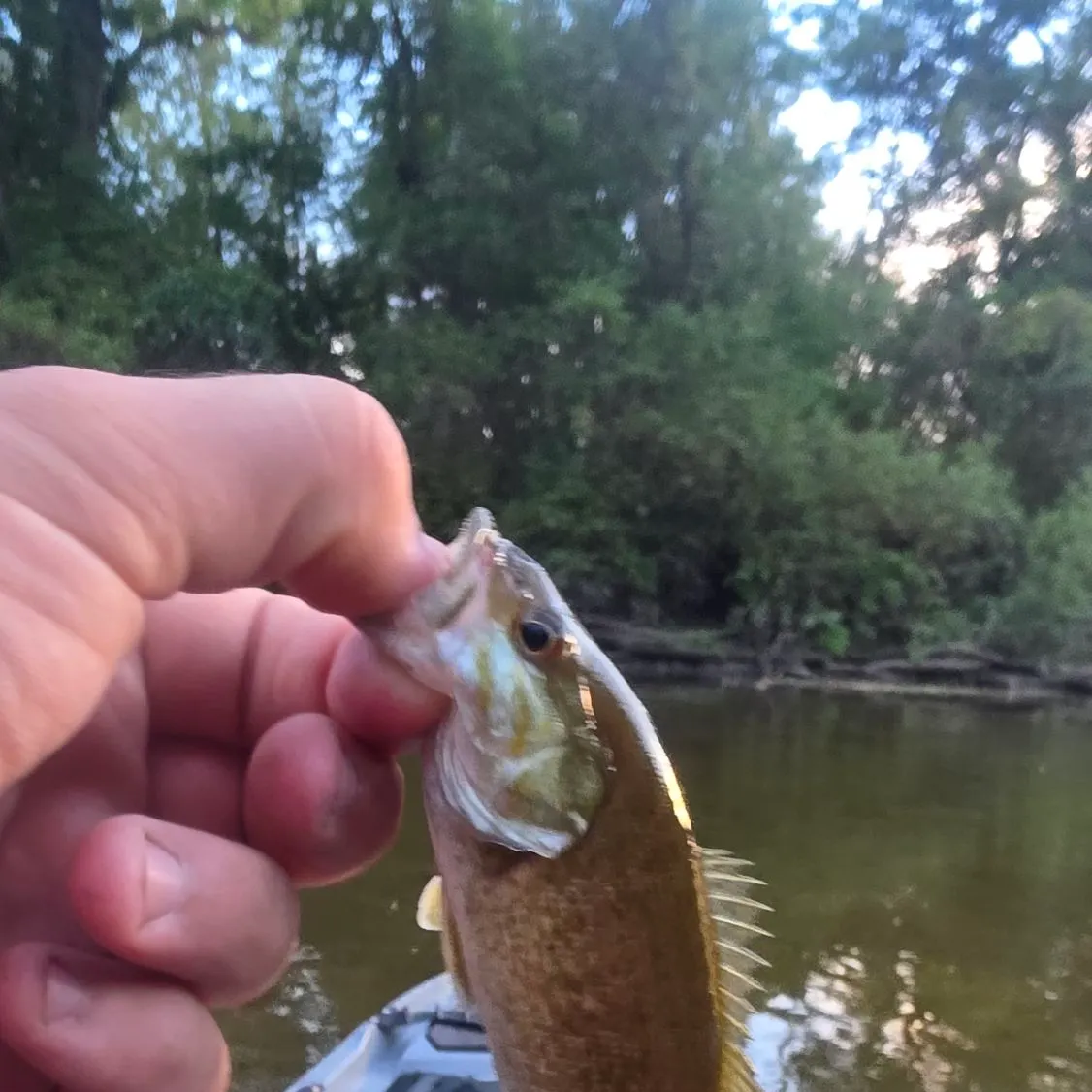 Smallmouth bass caught on Fishbrain