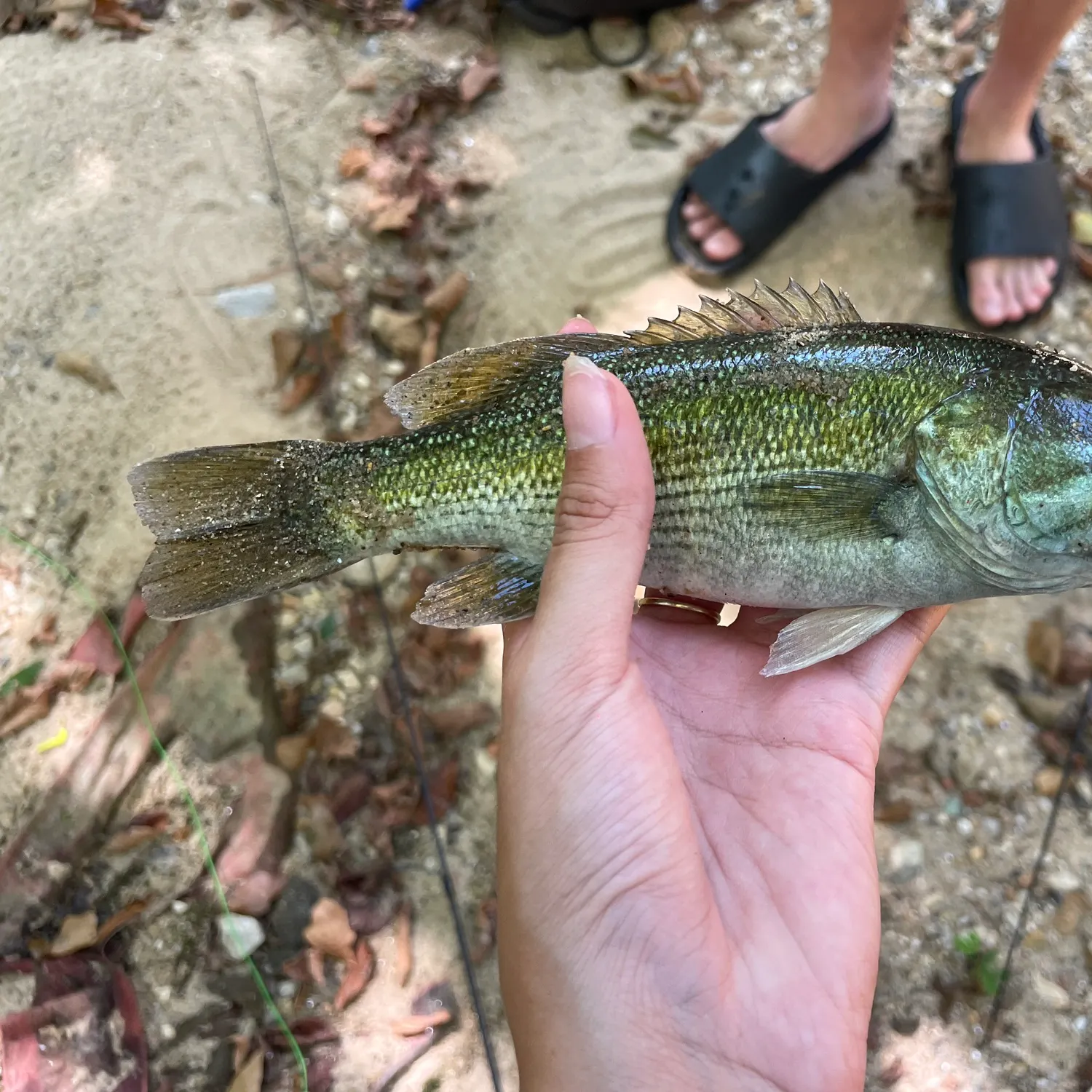 The most recent Tallapoosa bass catches on Fishbrain
