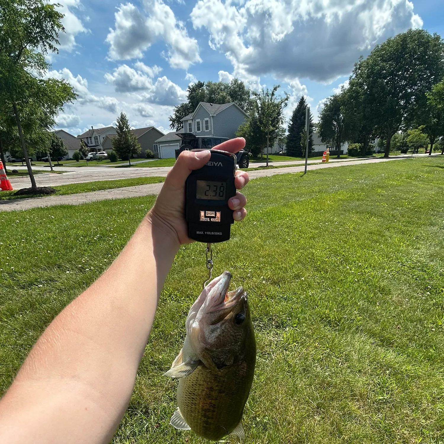Largemouth bass caught on Fishbrain
