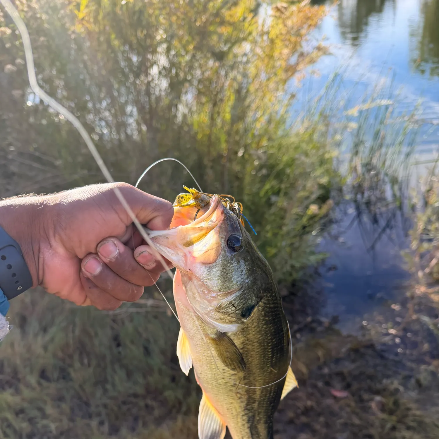 catch