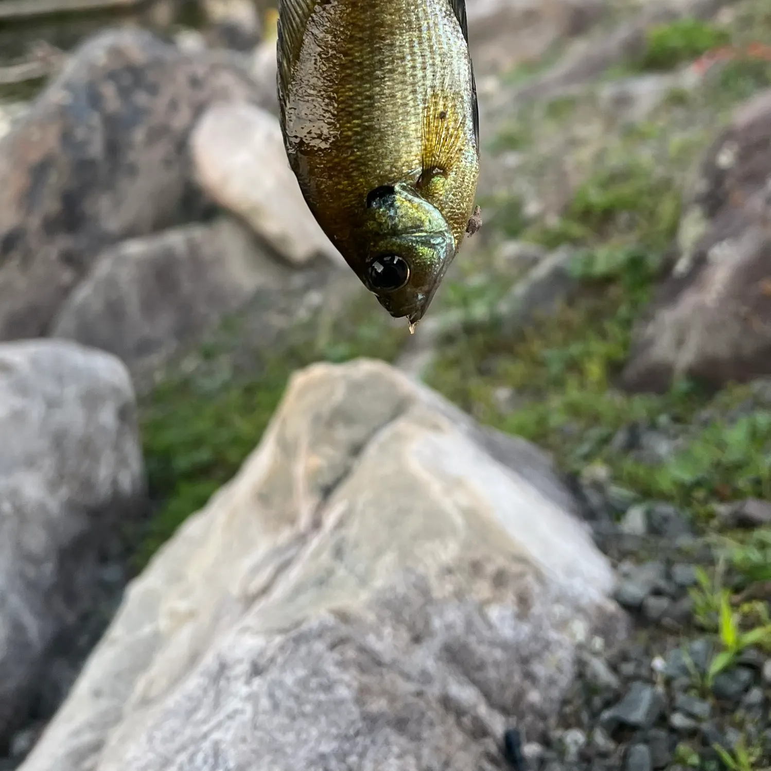 Bluegill caught on Fishbrain