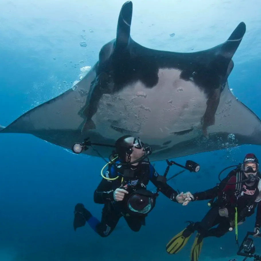 The most recent Reef manta ray catches on Fishbrain