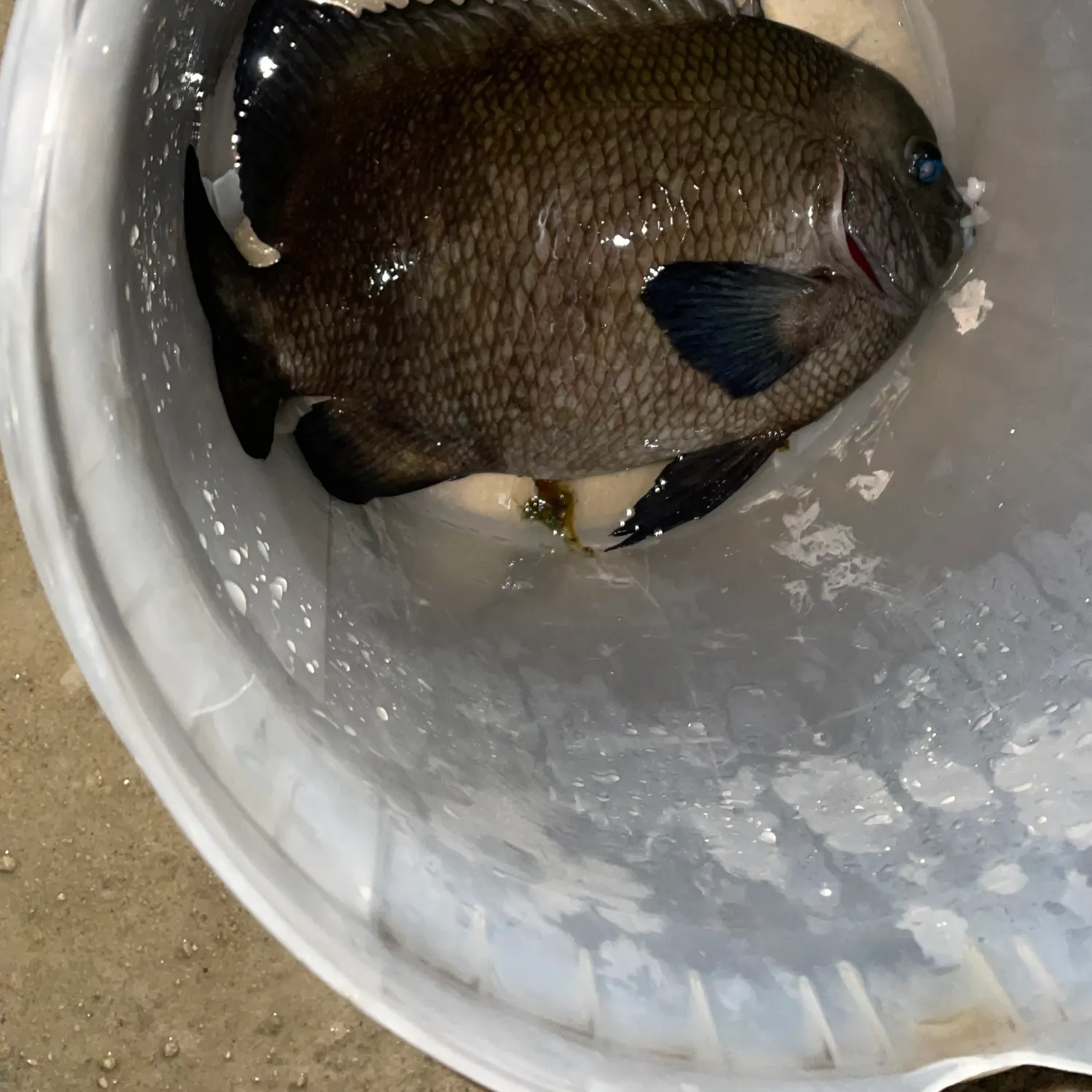 Southern black bream caught on Fishbrain