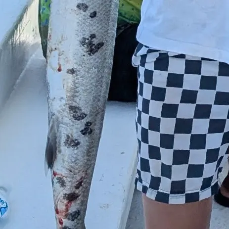 Great barracuda caught on Fishbrain