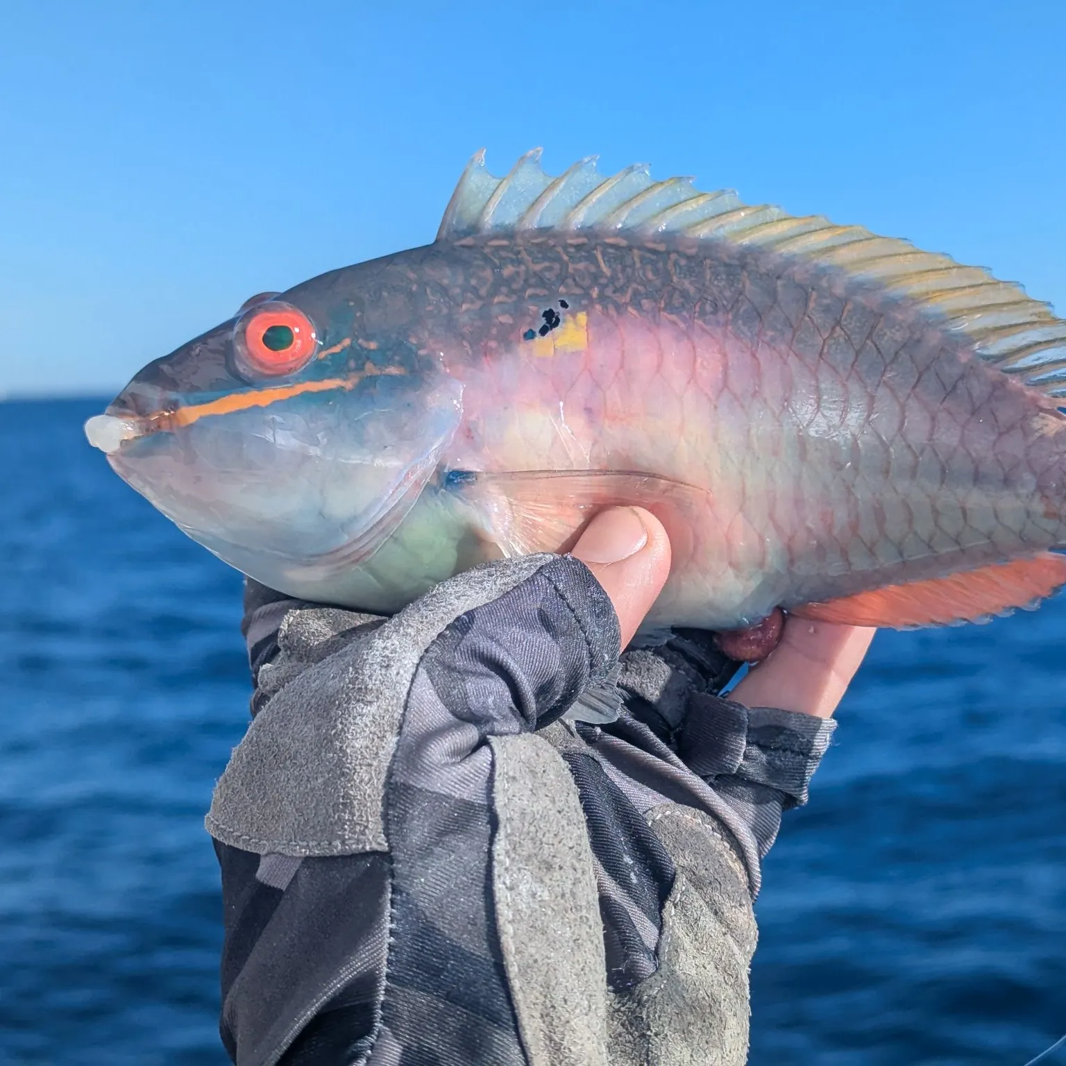 The most recent Redband Parrotfish catches on Fishbrain