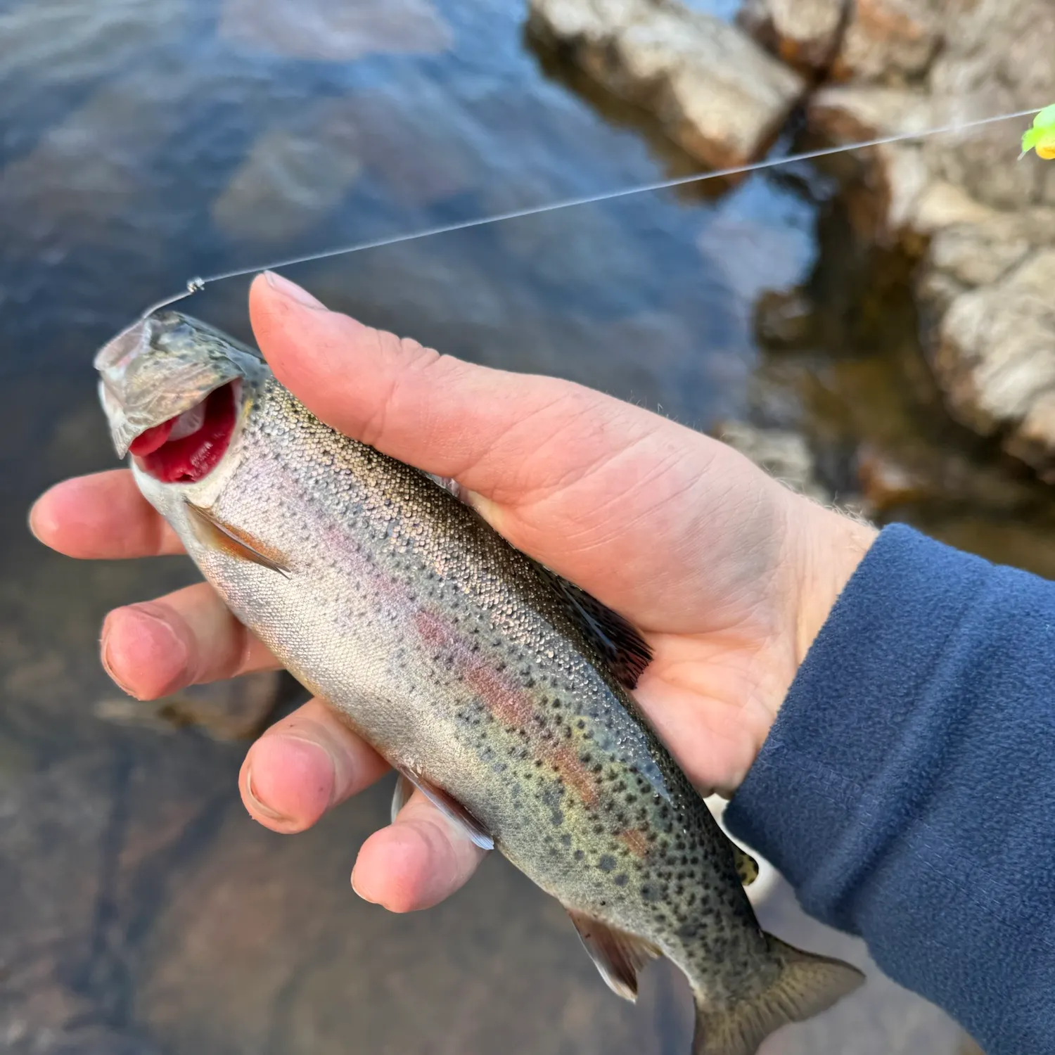 Rainbow trout caught on Fishbrain