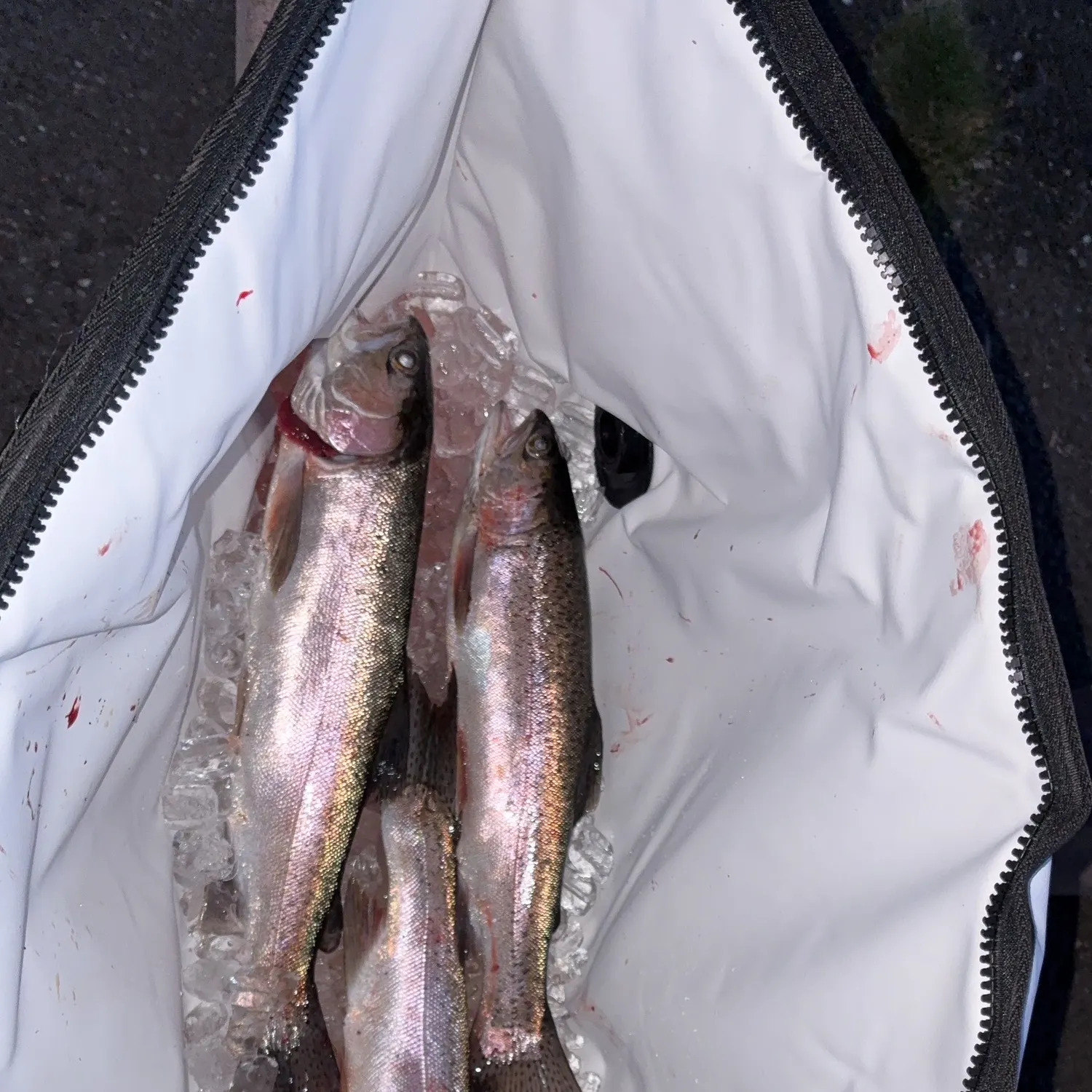 Rainbow trout caught on Fishbrain
