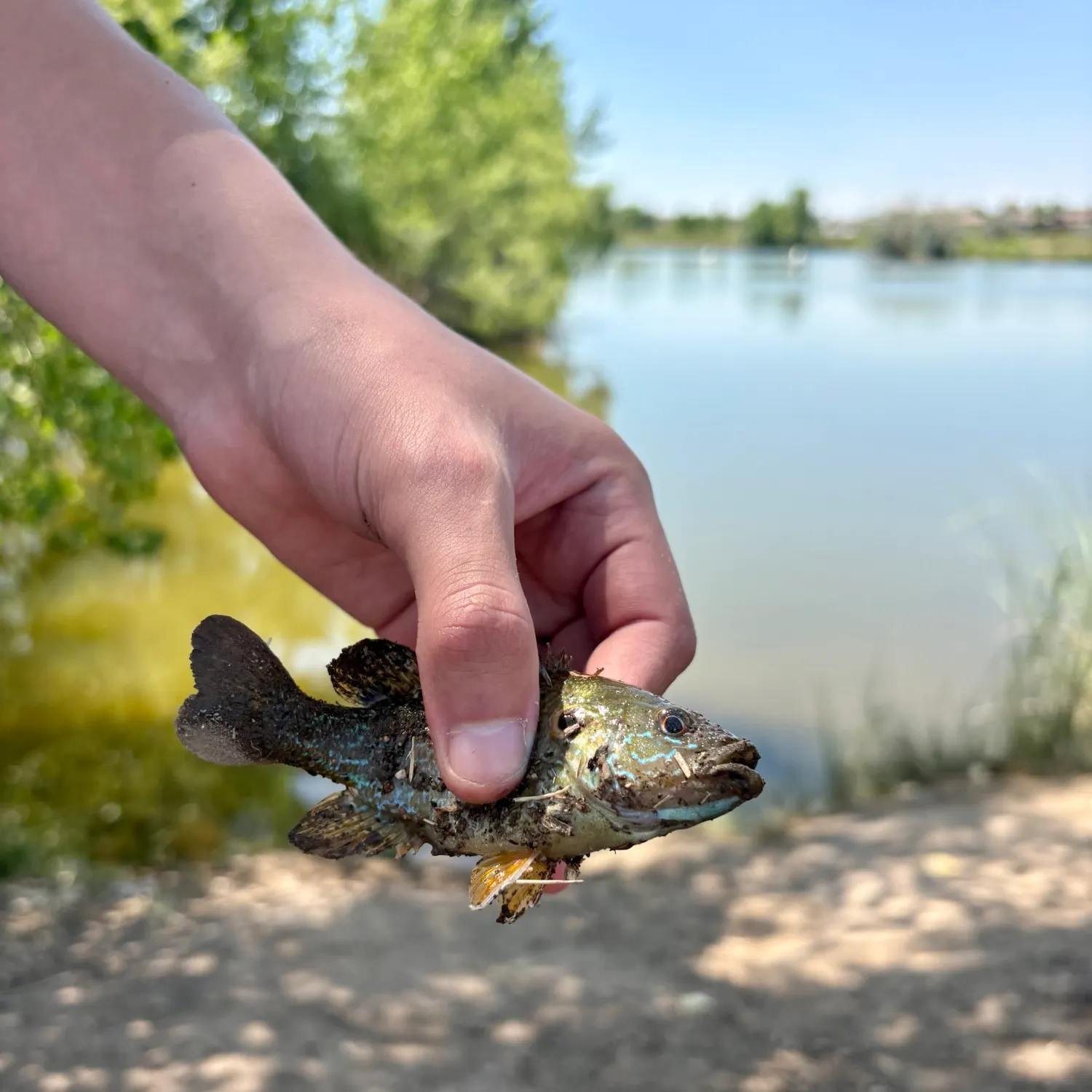 Bluegill caught on Fishbrain