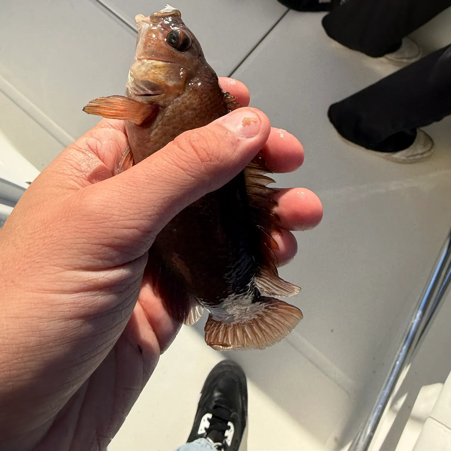 Cunner caught on Fishbrain