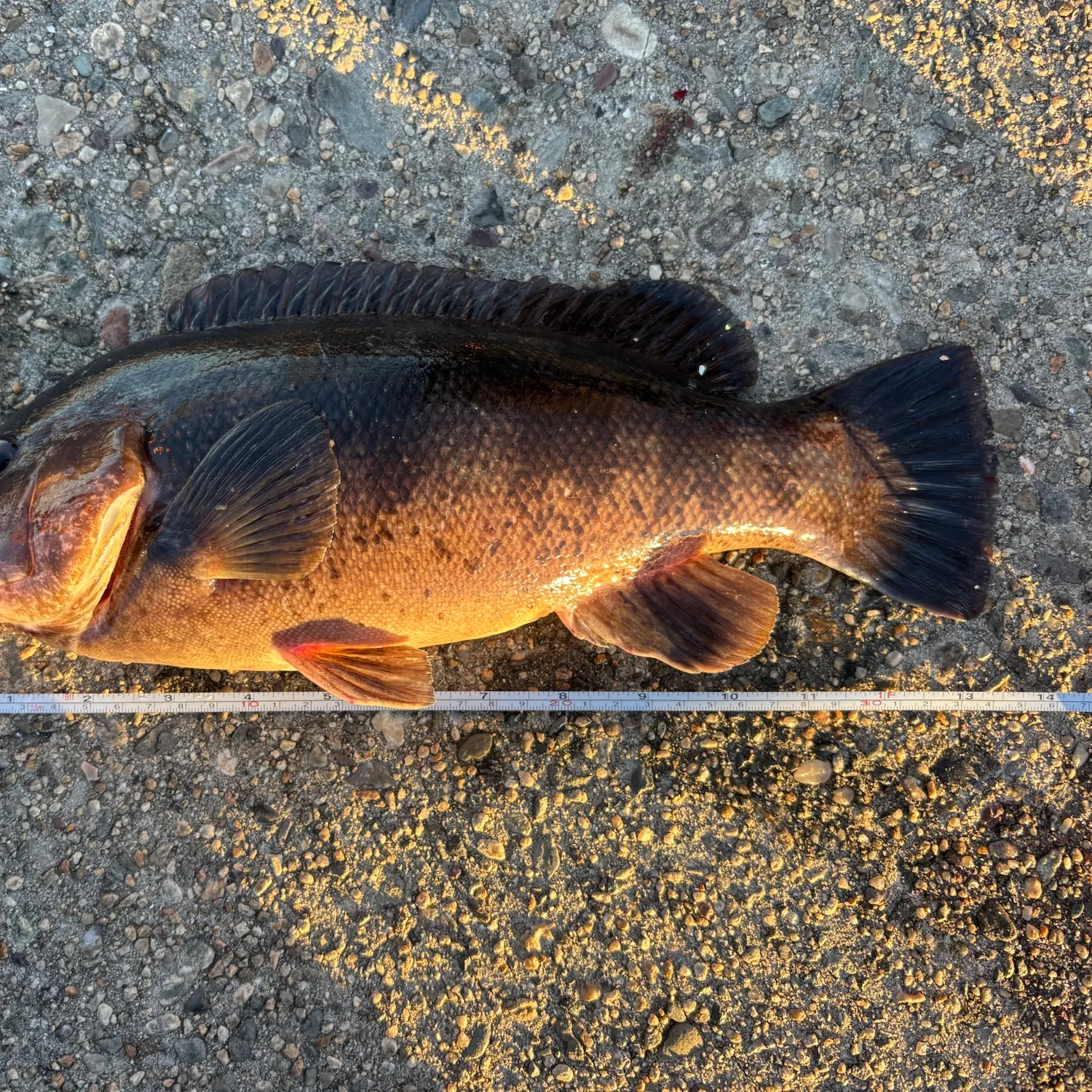 Tautog caught on Fishbrain