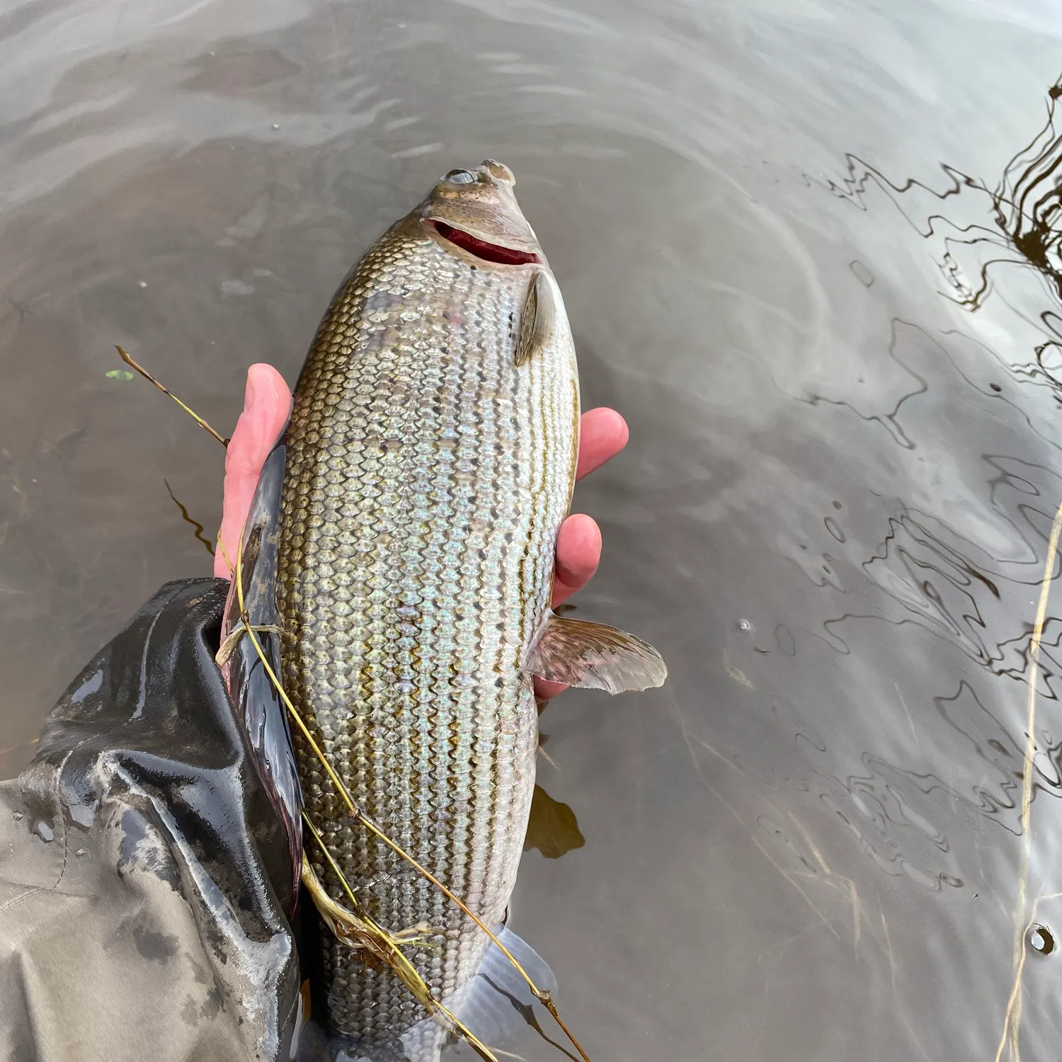 The most recent European grayling catches on Fishbrain