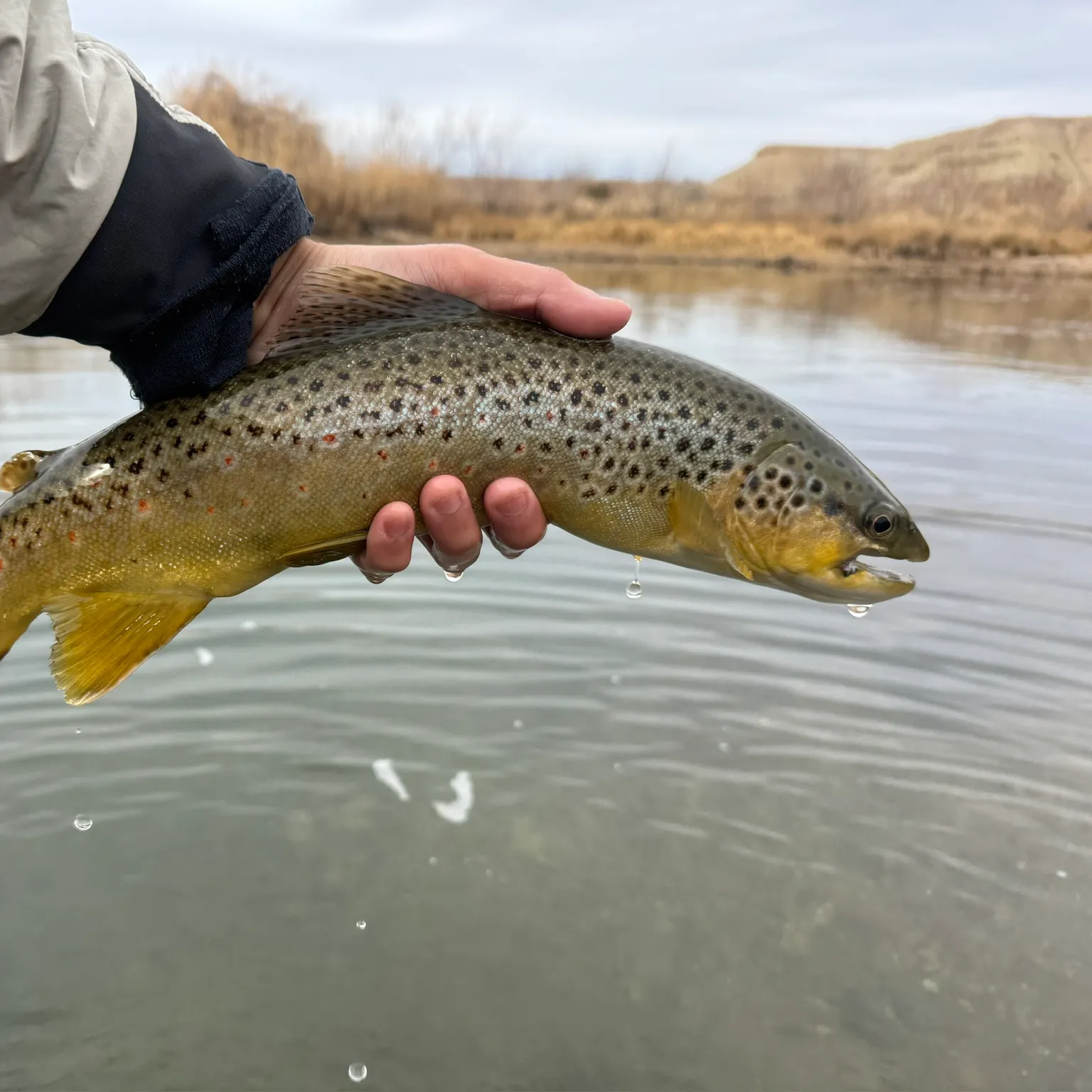 The most recent Brown trout catches on Fishbrain