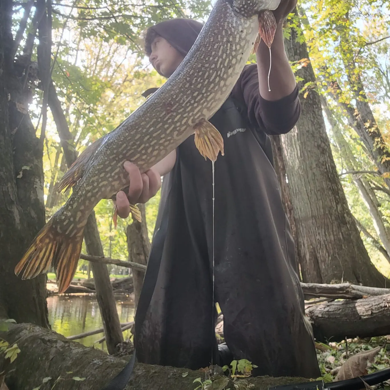 Northern pike caught on Fishbrain