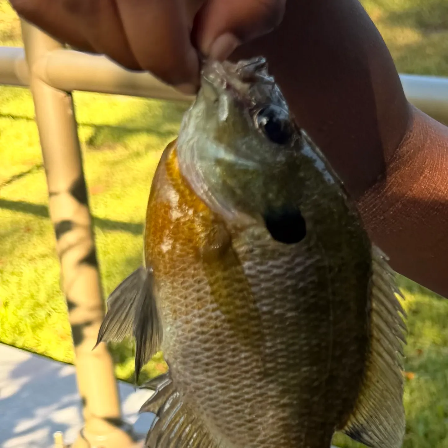 Bluegill caught on Fishbrain
