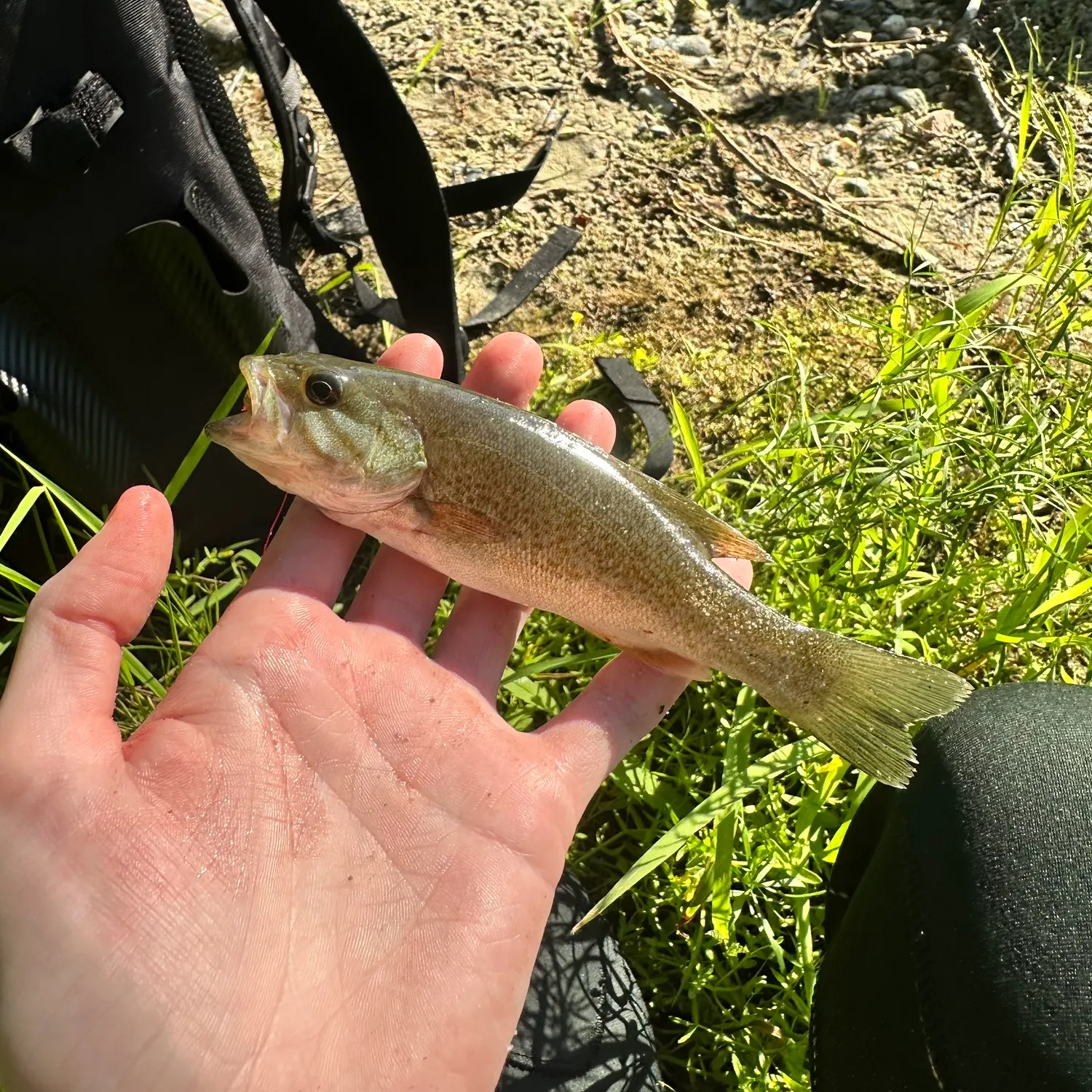 Smallmouth bass caught on Fishbrain