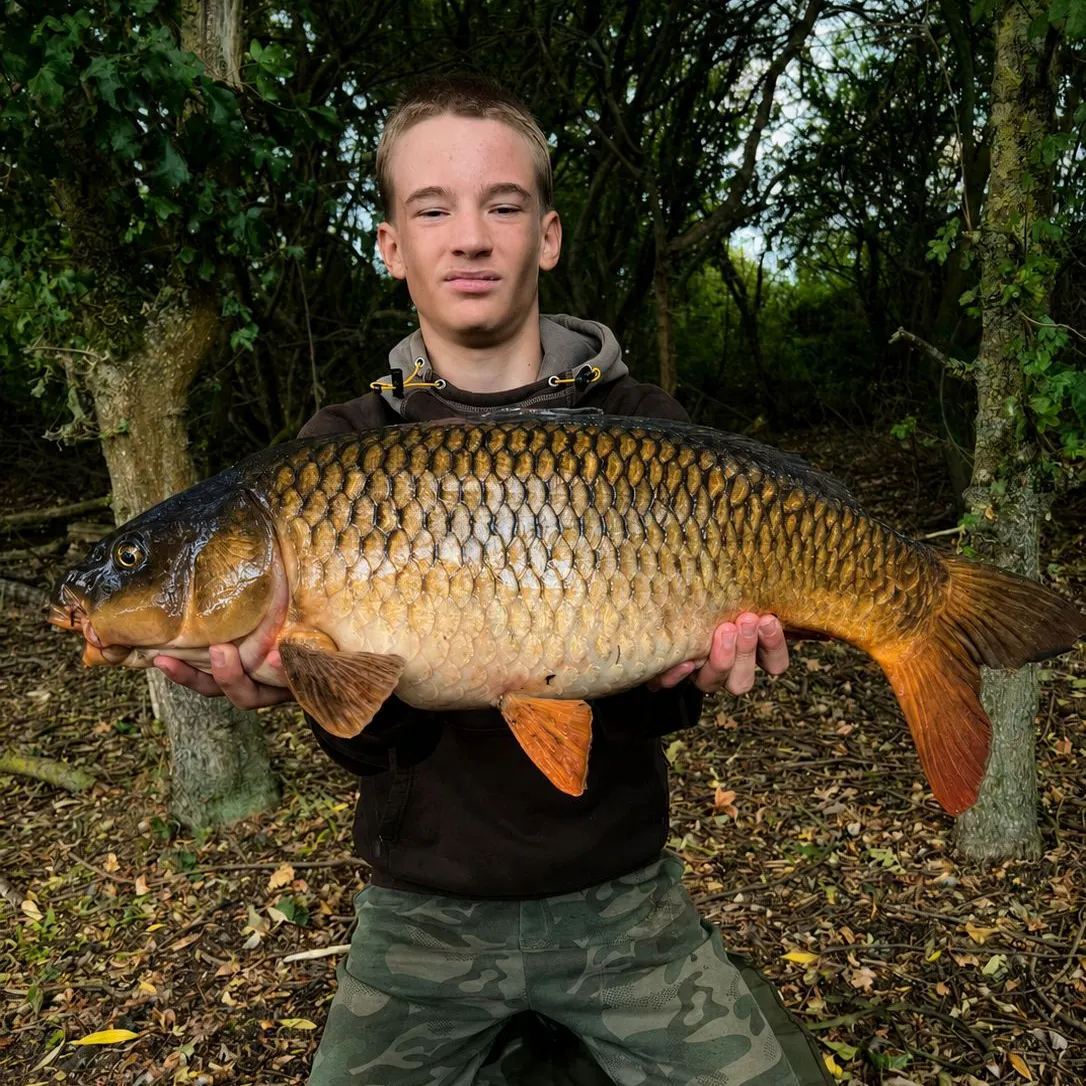 Common carp caught on Fishbrain