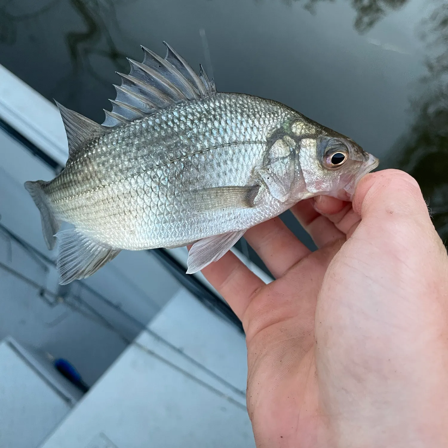 White perch caught on Fishbrain