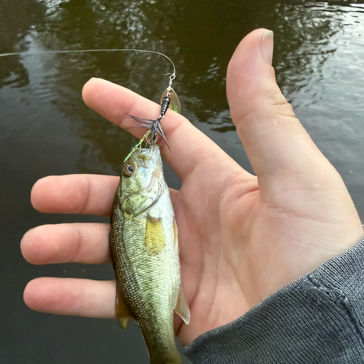 Largemouth bass caught on Fishbrain
